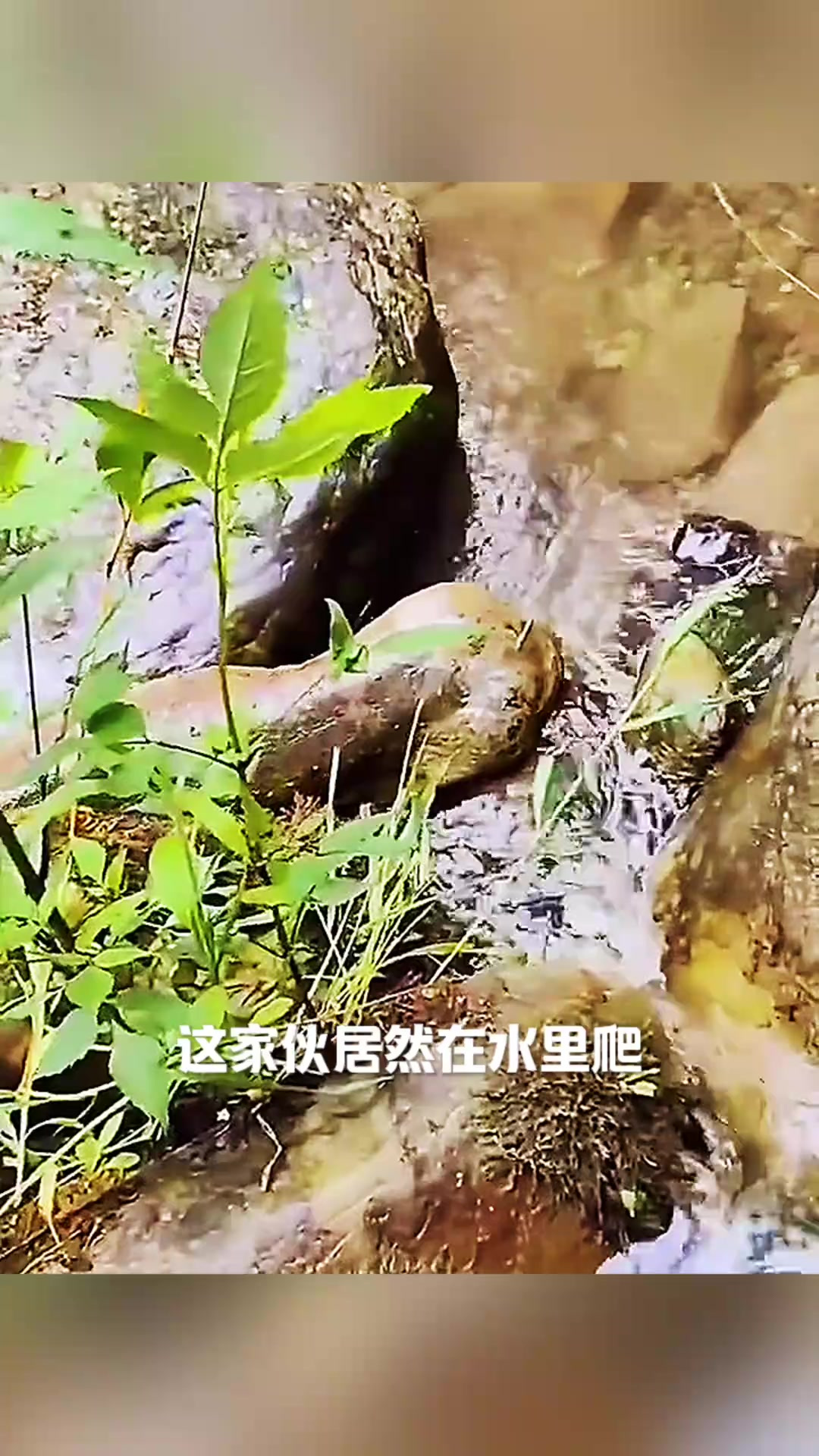 奇异的四腿鱼惊现山溪,还会发出鸣叫声?称之为壁虎鱼!