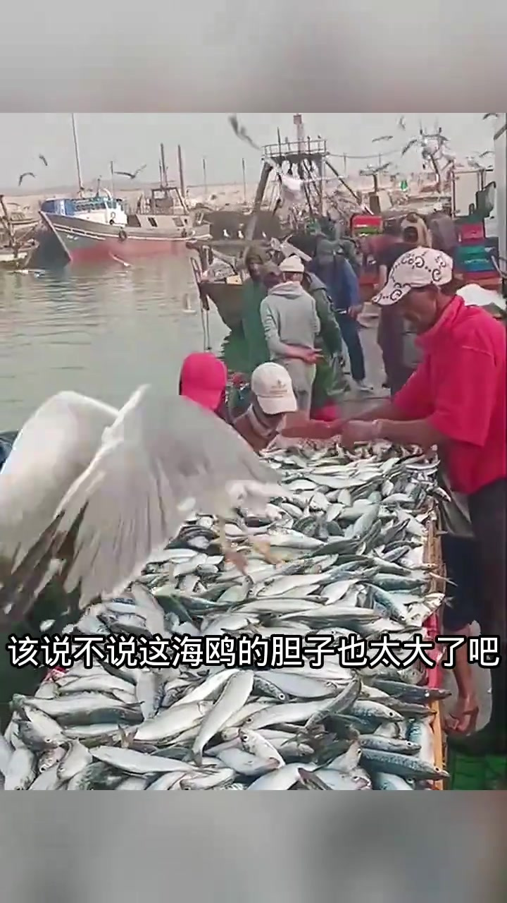 海鸥这样吃鱼,把我惊呆了!