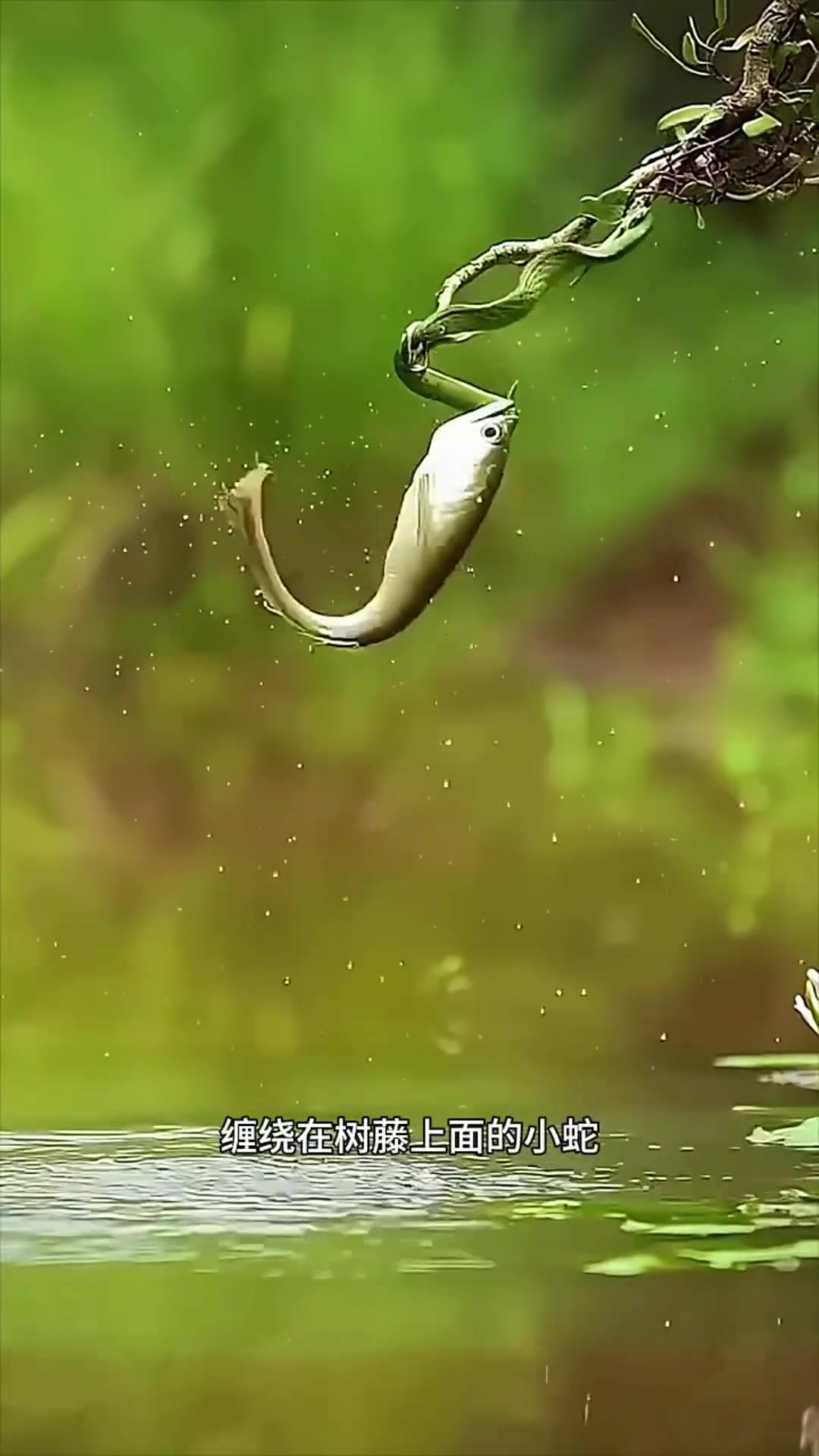 团结合作,小鱼与伙伴联手勇斗树藤缠绕小蛇的奇趣瞬间