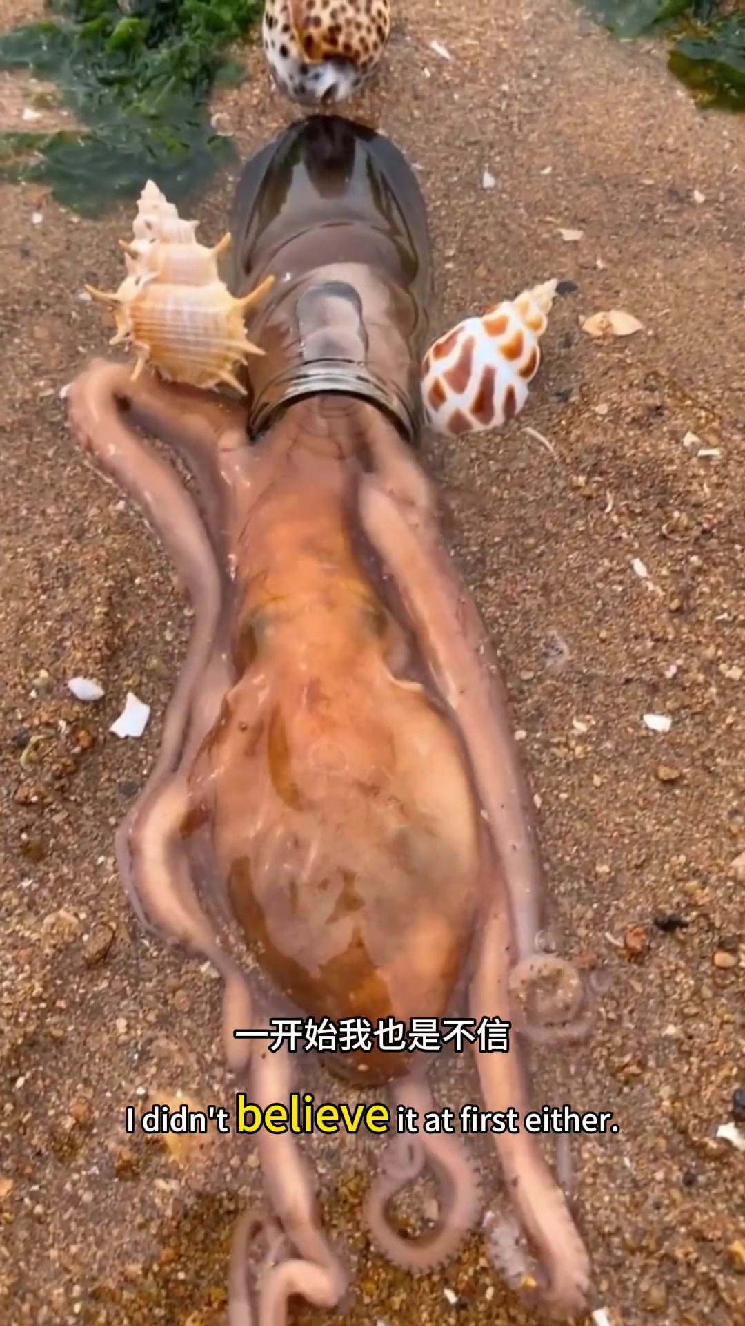 惊艳!巨型章鱼竟能灵活钻入瓶中,超乎想象的柔韧性!