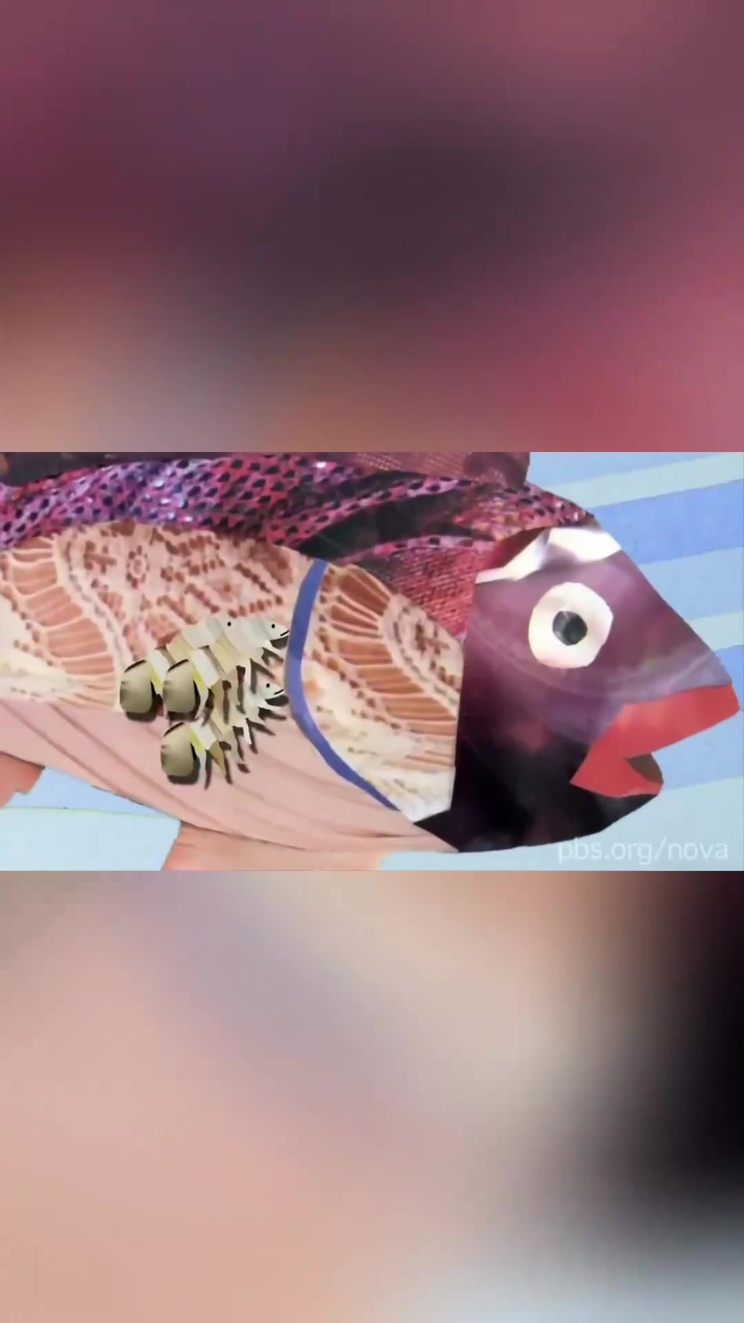 “可怕寄生虫:细小长舌虫如何夺走鱼的生命与舌头”