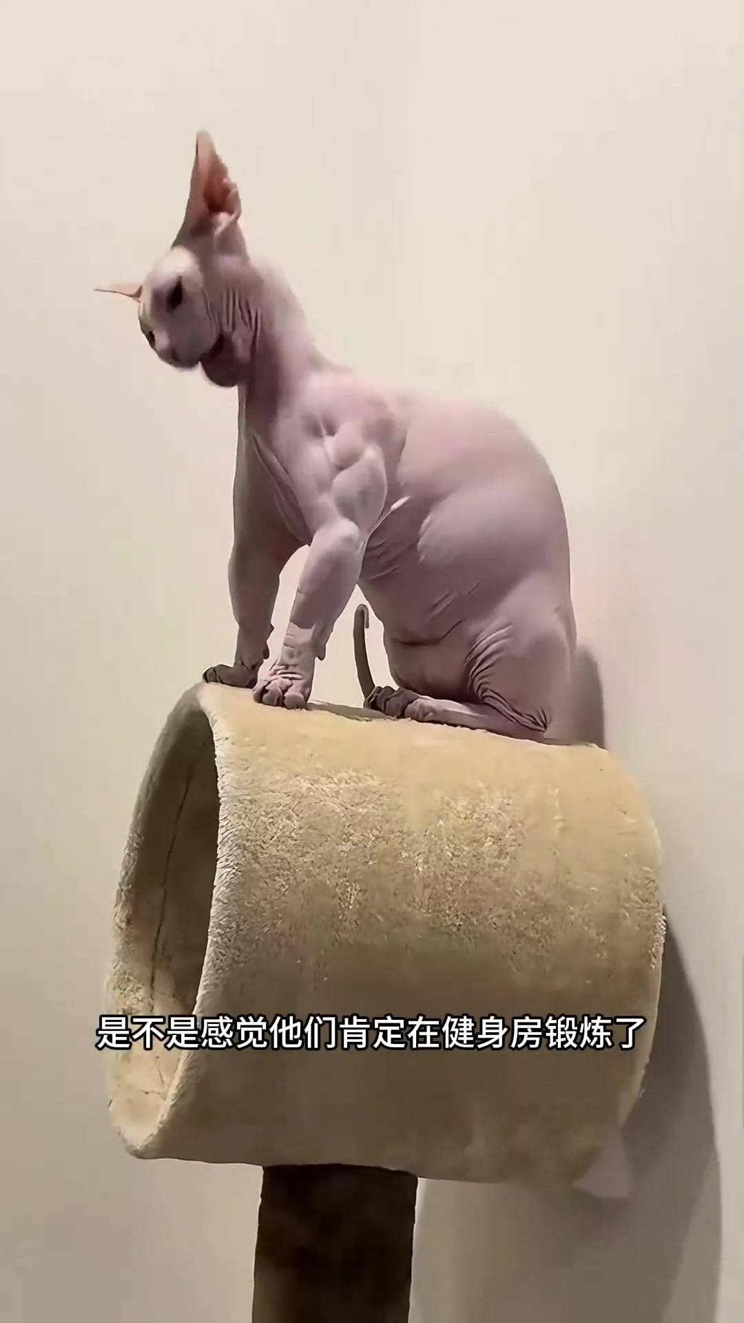 肌肉发达动物的秘密:缺乏肌肉生长抑制素的影响与原因探讨