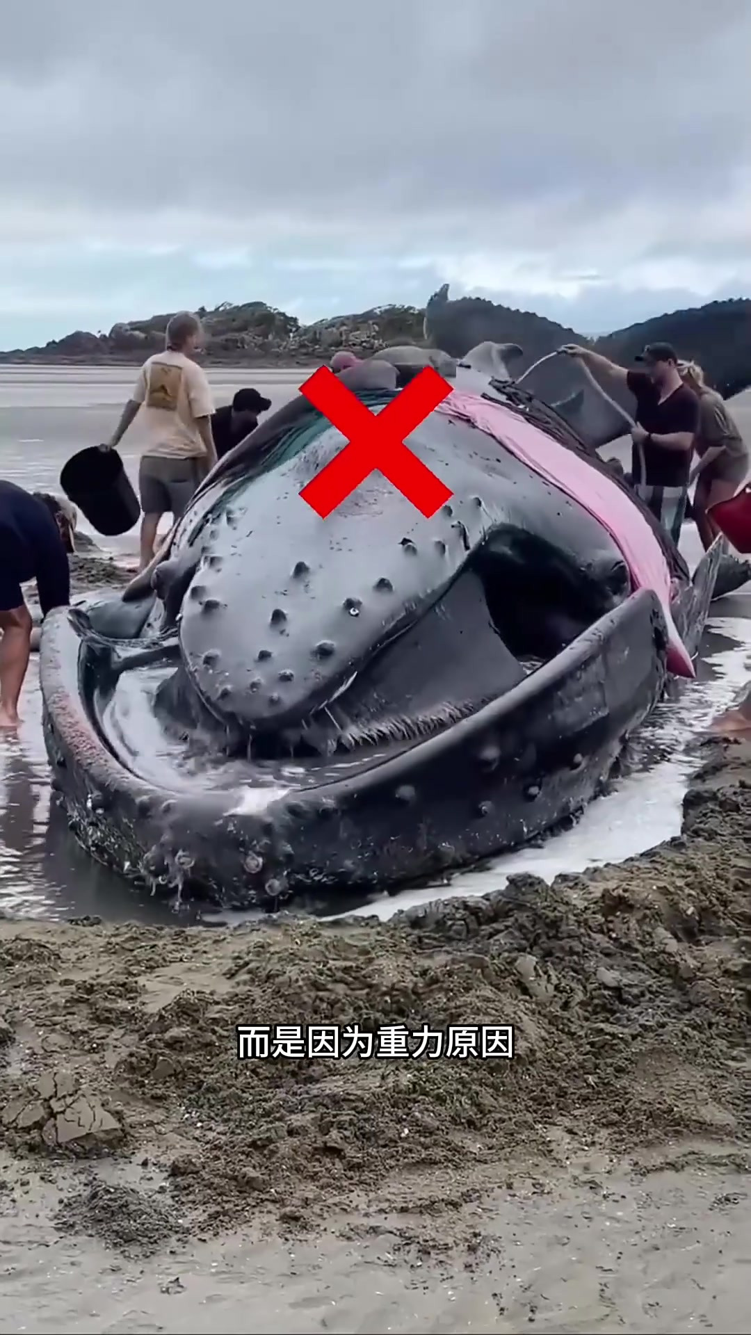 搁浅鲸鱼为何难以生还:重力影响与内脏塌陷的真相揭秘