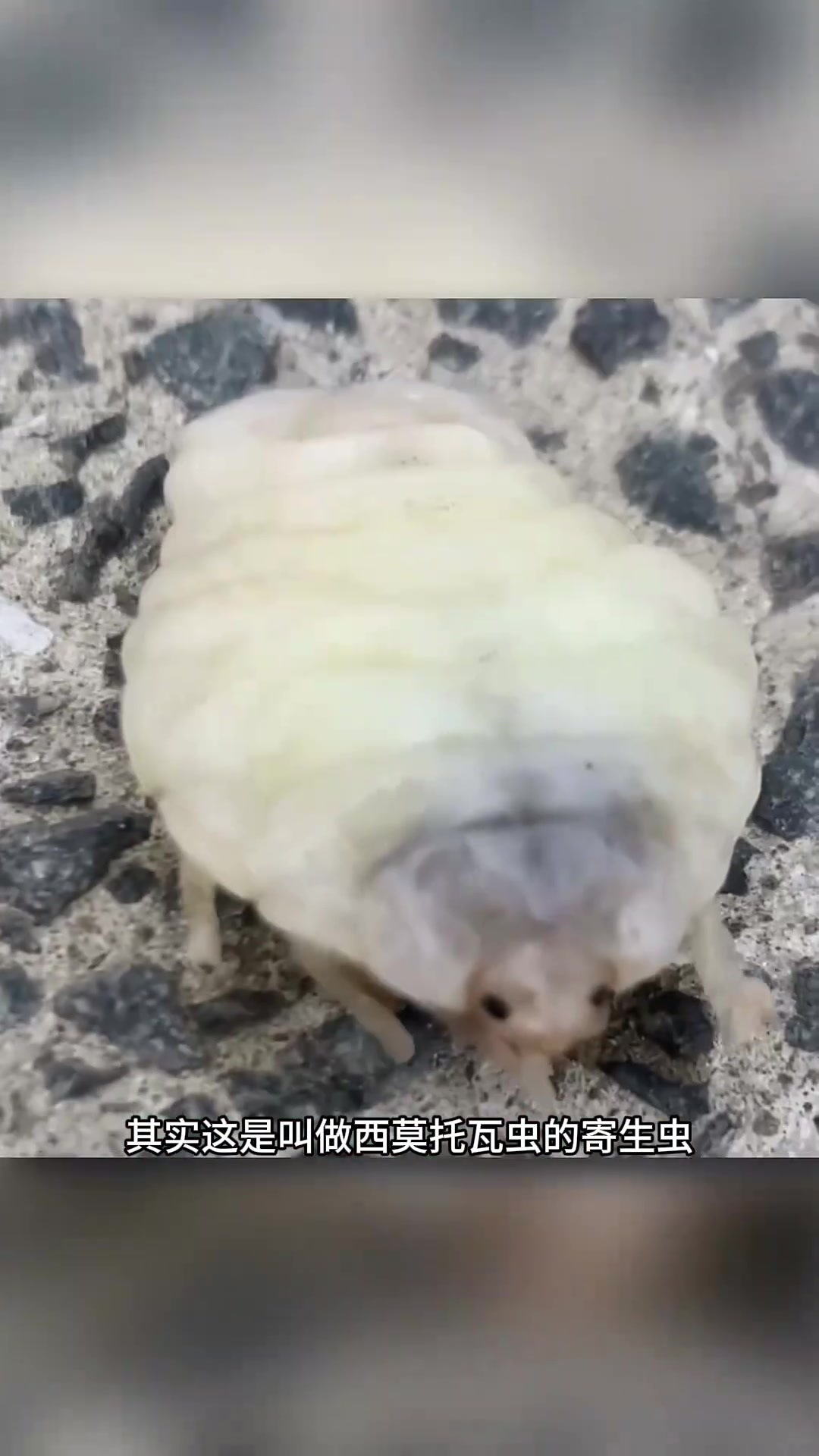 吃掉鱼舌头的寄生虫