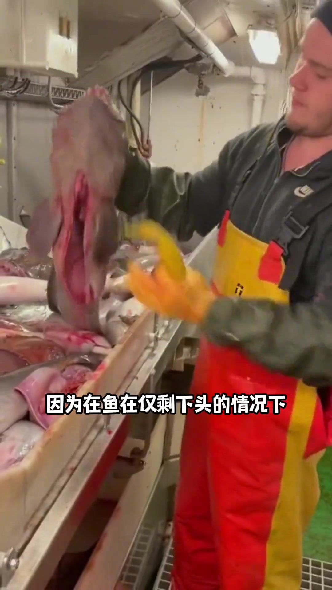 只剩下鱼头还能咬东西的狼鱼,你知道有什么是它不敢咬的吗?