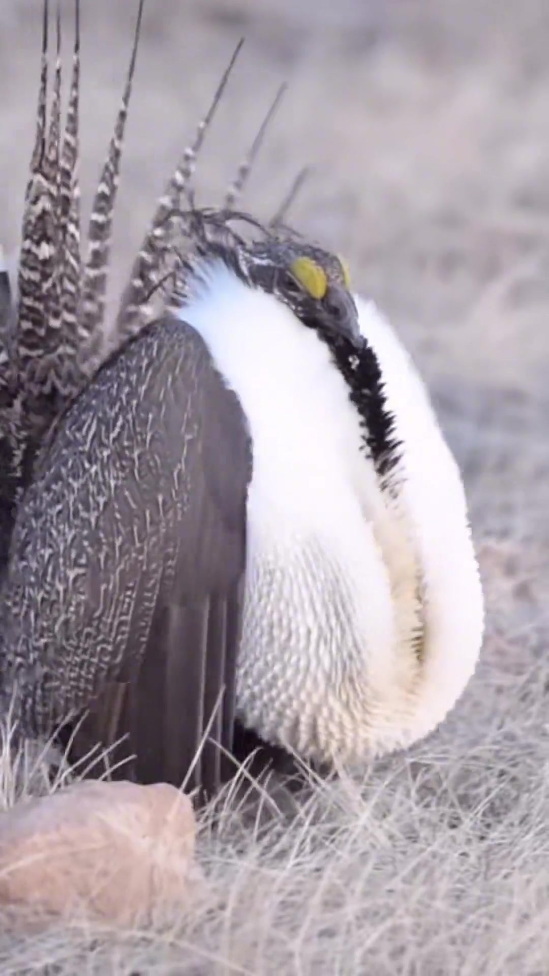 “打篮球的鸡:艾草松鸡的奇特求偶篮球游戏”