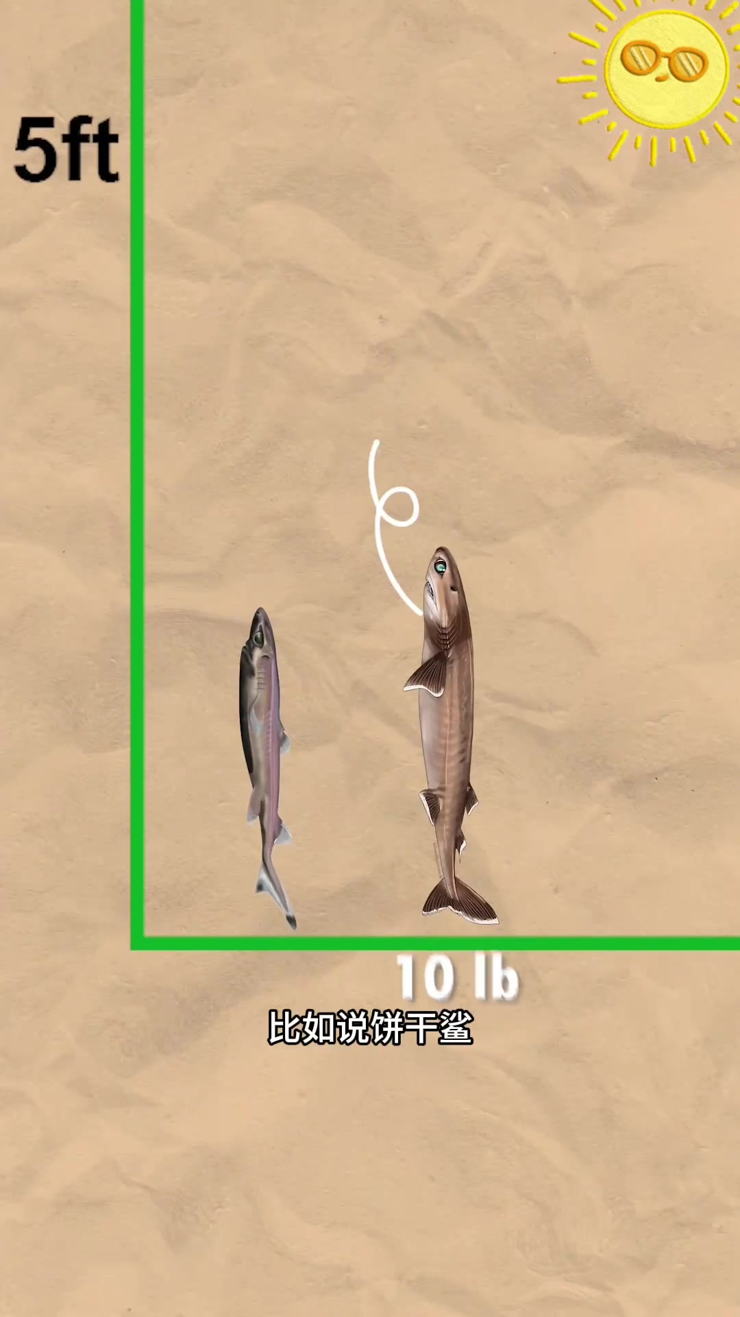 鲨鱼的大小体型对比