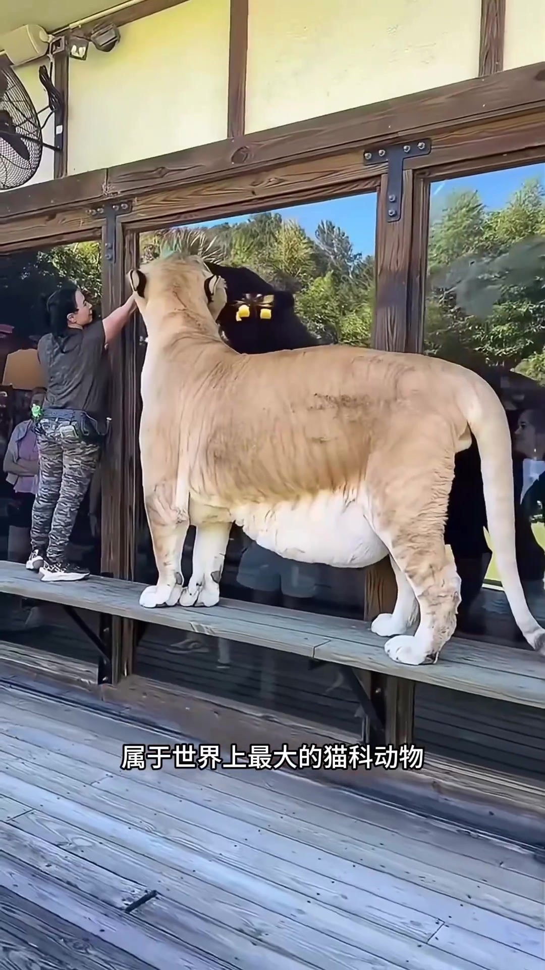 巨型狮虎兽:混血猫科动物的生存困境与巨大的体型问题