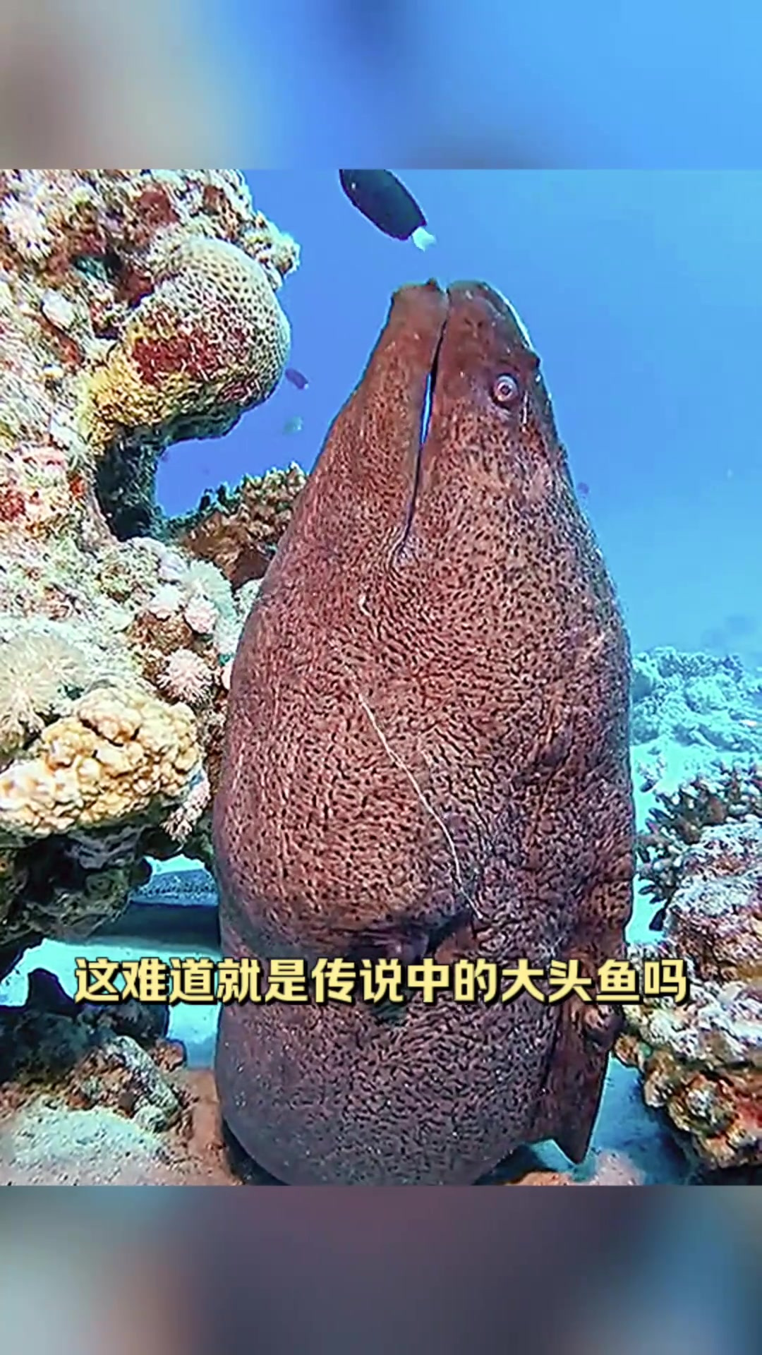 揭秘巨型鱼类:难以置信的大头鱼,让人又爱又怕的海味
