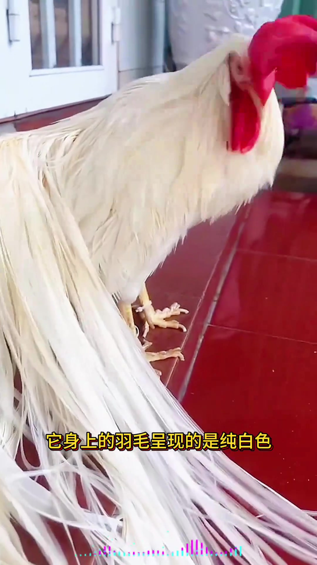 稀有白色大公鸡惊艳亮相,宛如凤凰般美丽的奇珍!