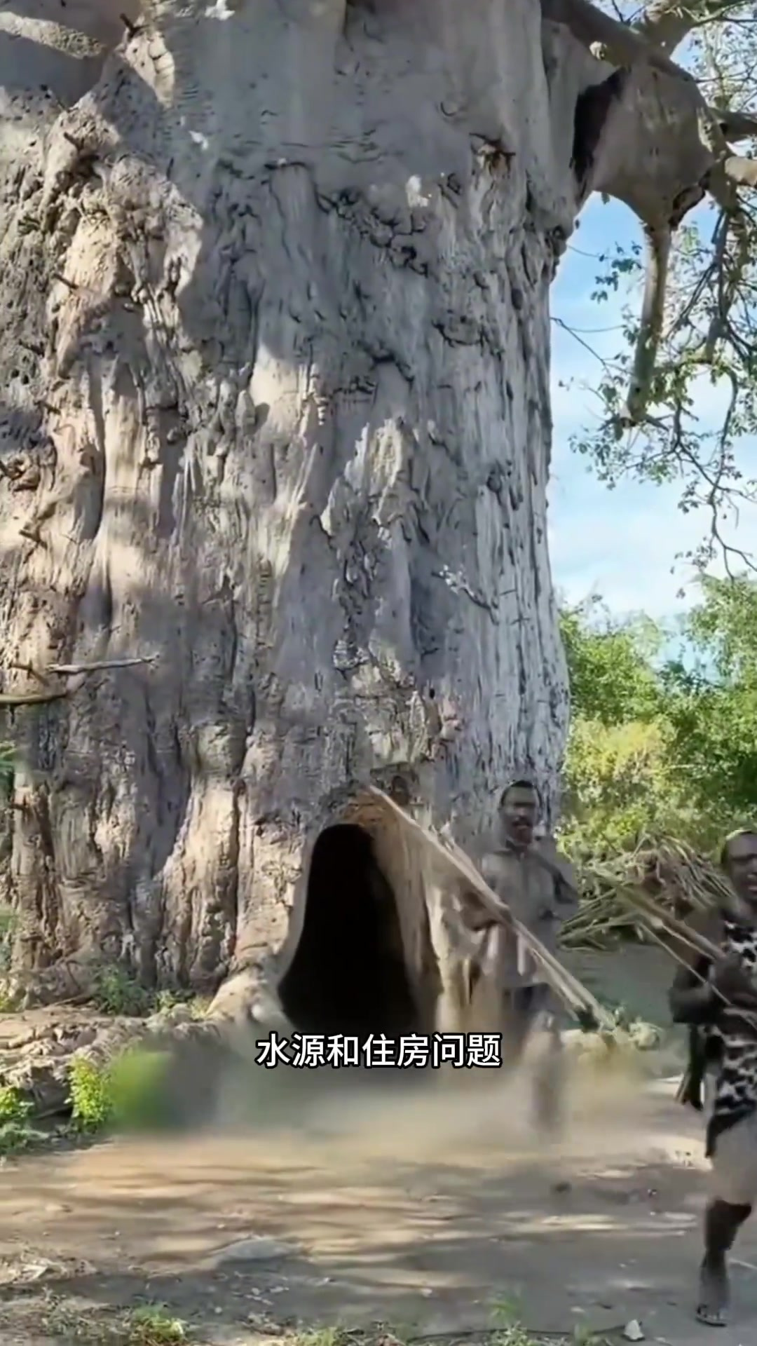 猴面包树:非洲的神奇生存伴侣,解困食水与住房问题