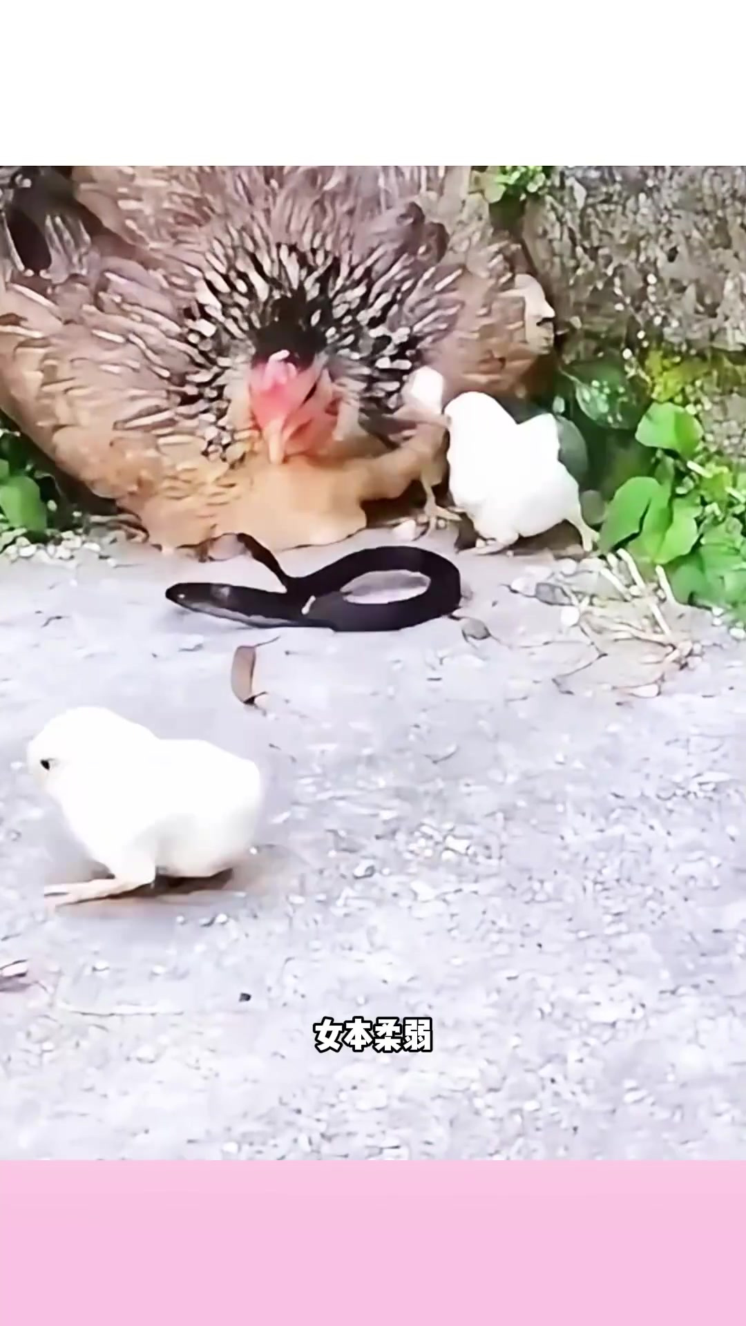 母鸡和蛇打架,蛇竟打不过它!