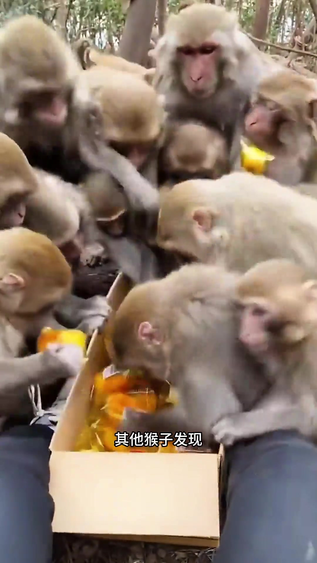男子给猴子投喂面包,被猴子一抢而空