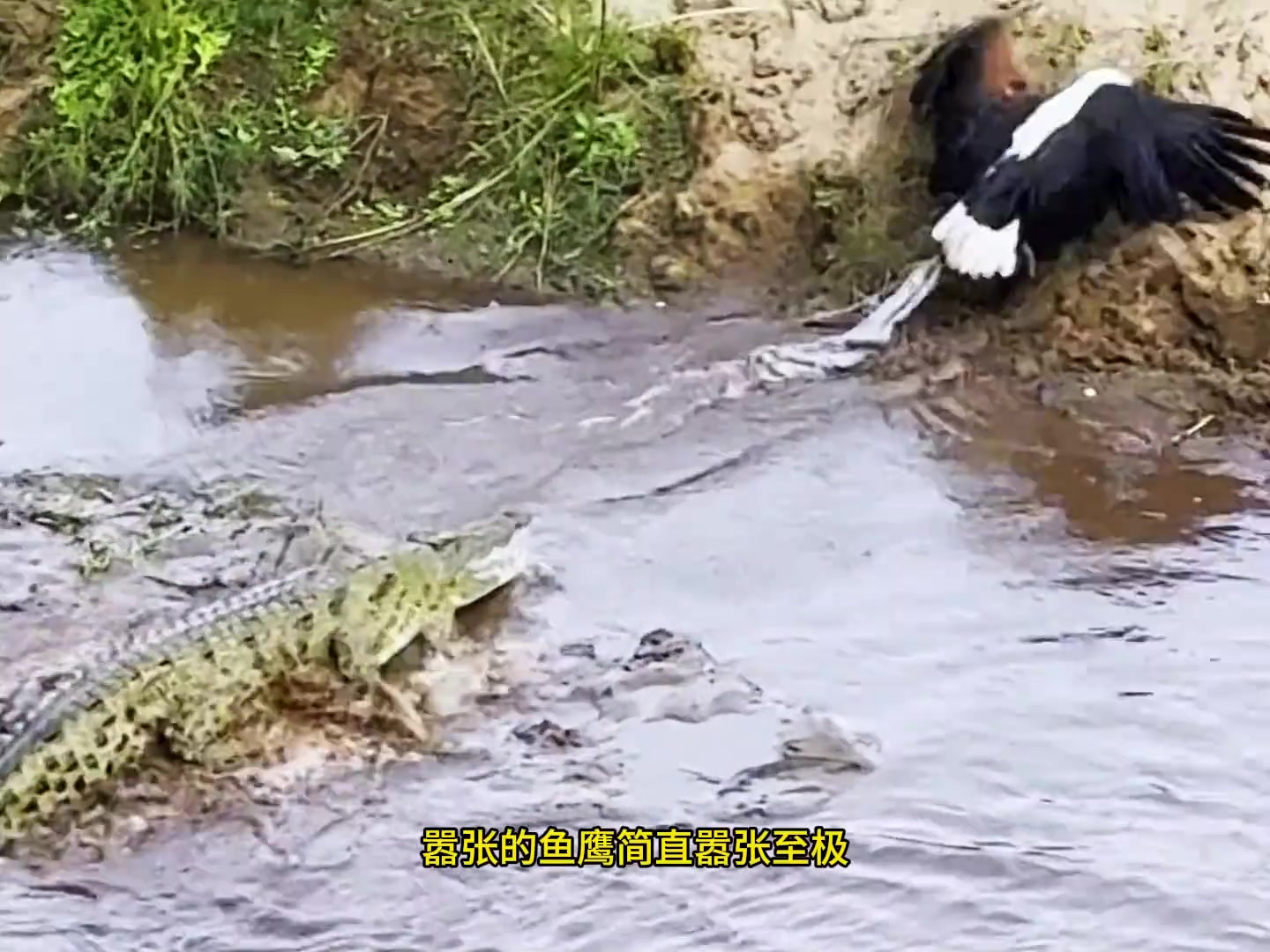 非洲鱼鹰大胆偷食鳄鱼,险些被抓成晚餐却最终成功饱餐一顿!