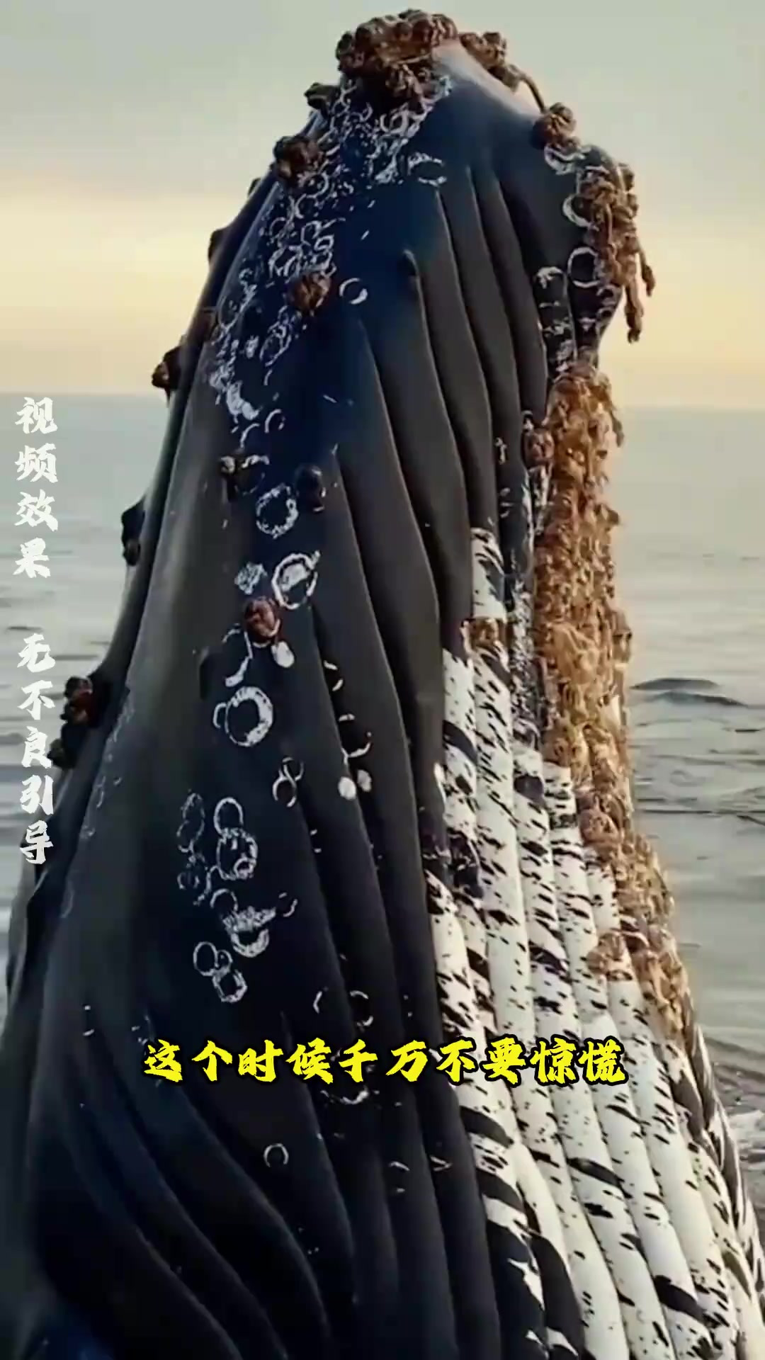 《海洋巨兽的呼救:鲸鱼求助人类清除寄生藤壶》