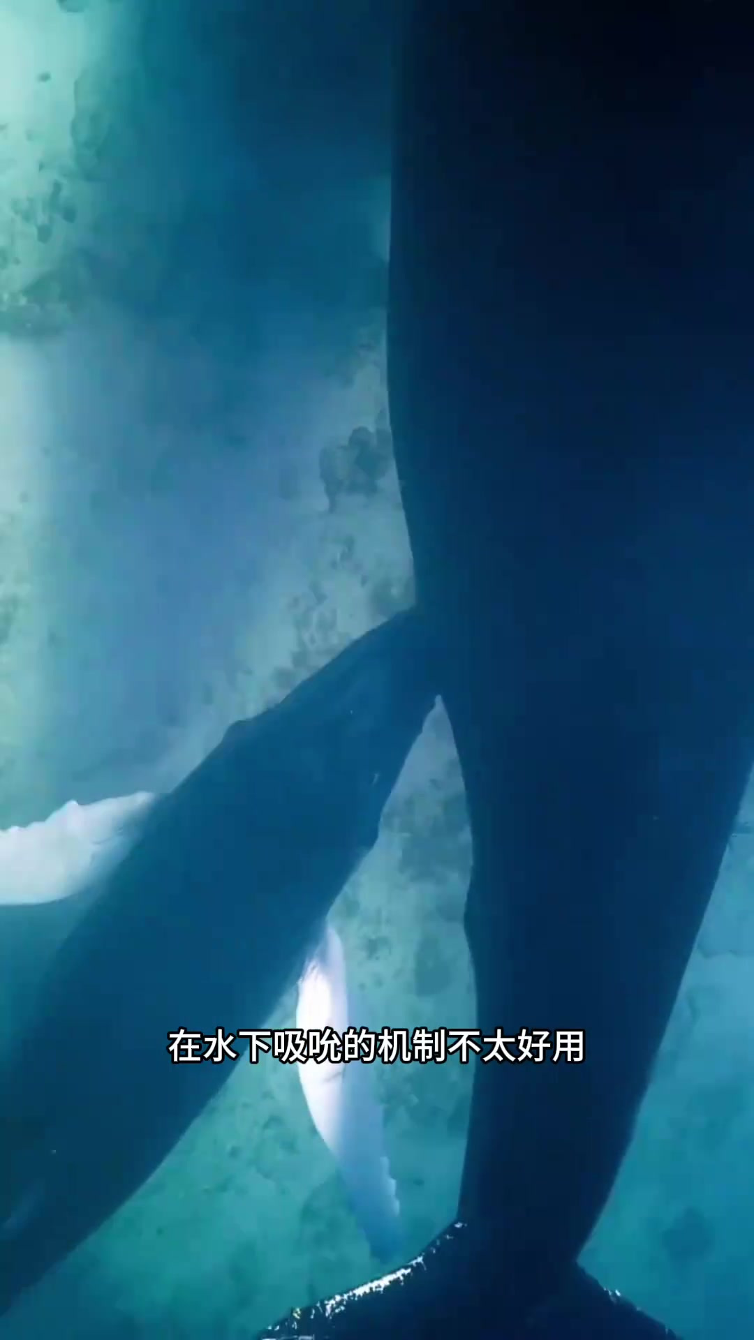 小金鱼如何在水下喝奶:鲸鱼与金鱼的哺乳机制揭秘
