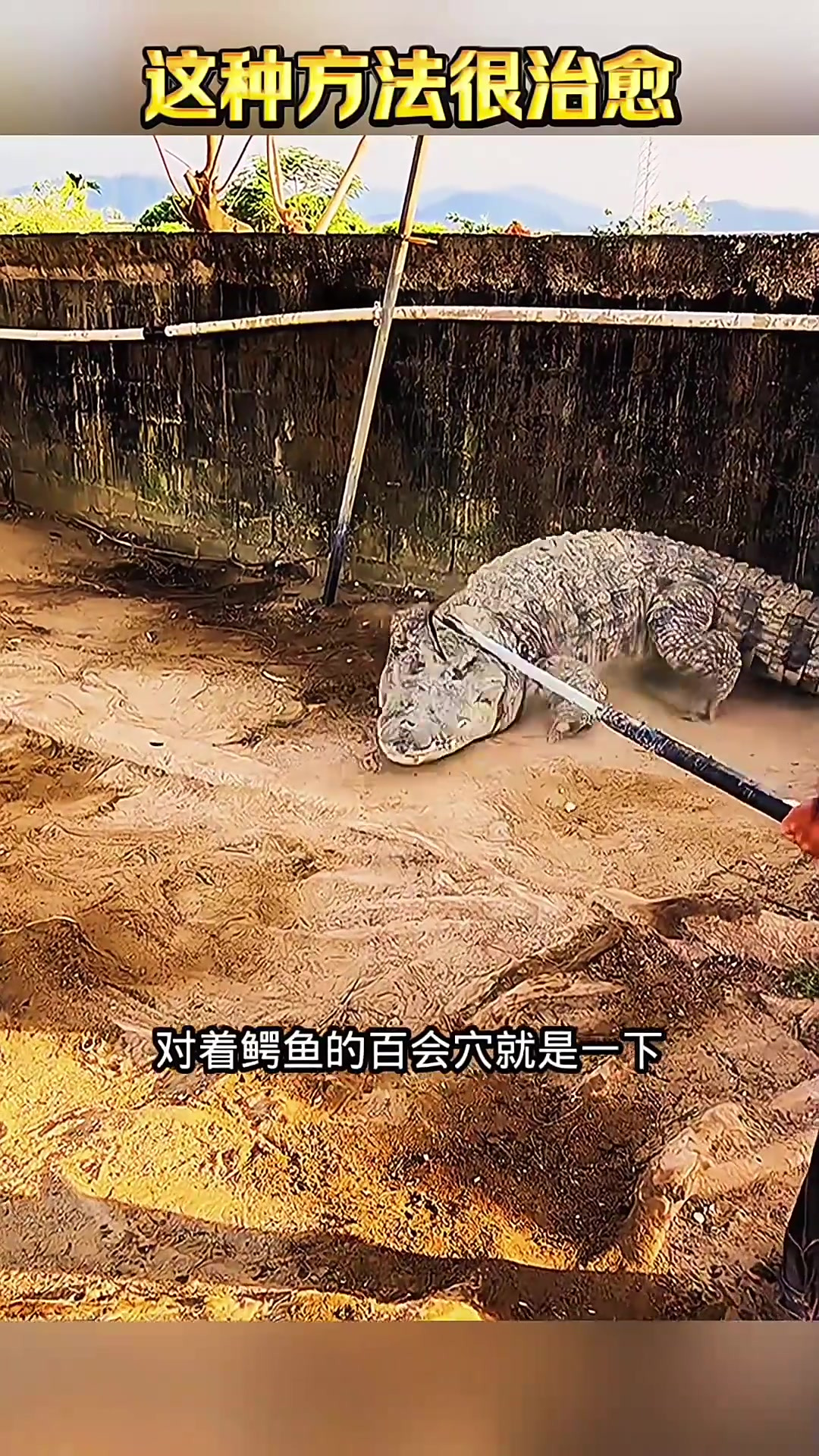 饲养员用凉白开给鳄鱼降温,奇妙场景引发温馨幻想