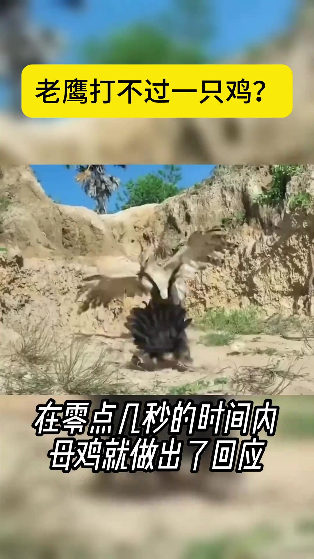 《母鸡勇斗老鹰,展现无私母爱与坚韧精神》