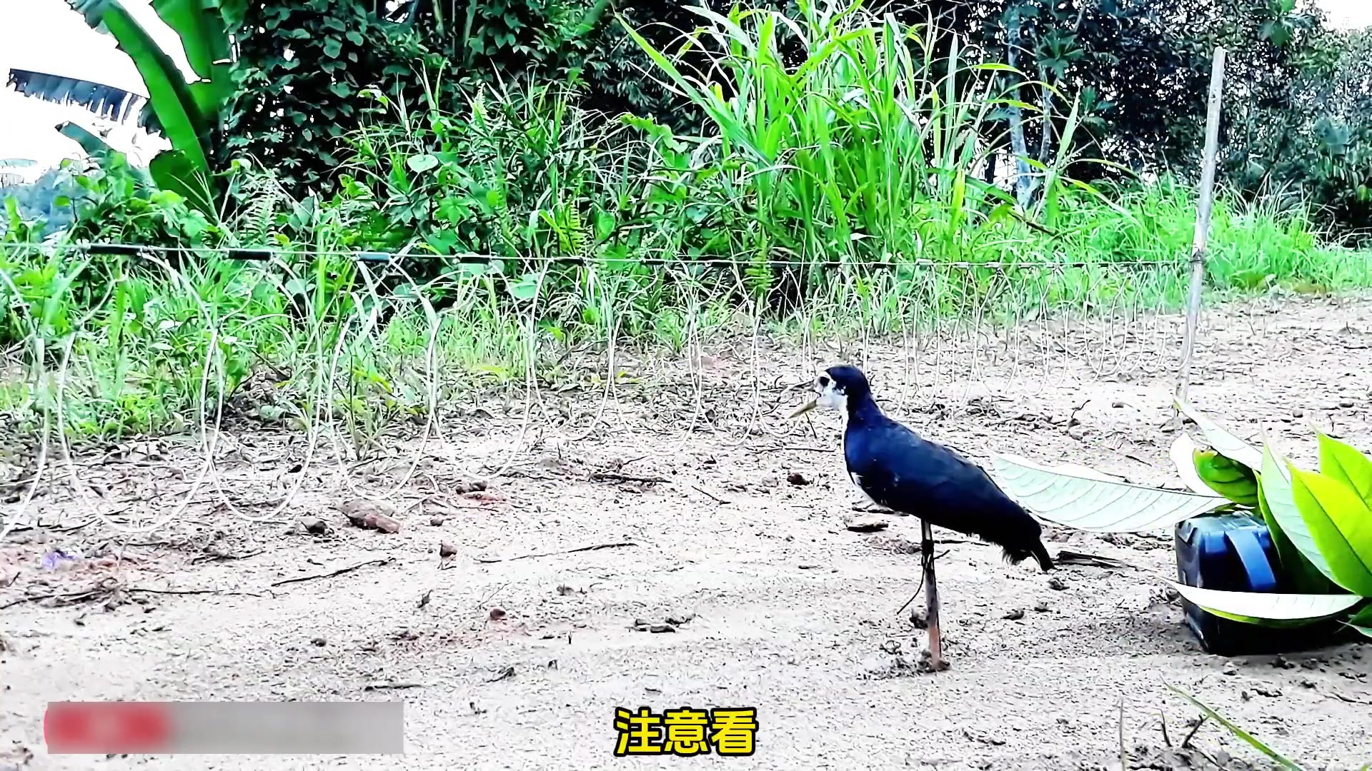 白面水鸡中的笨鸡,不需要食物诱饵都能上钩