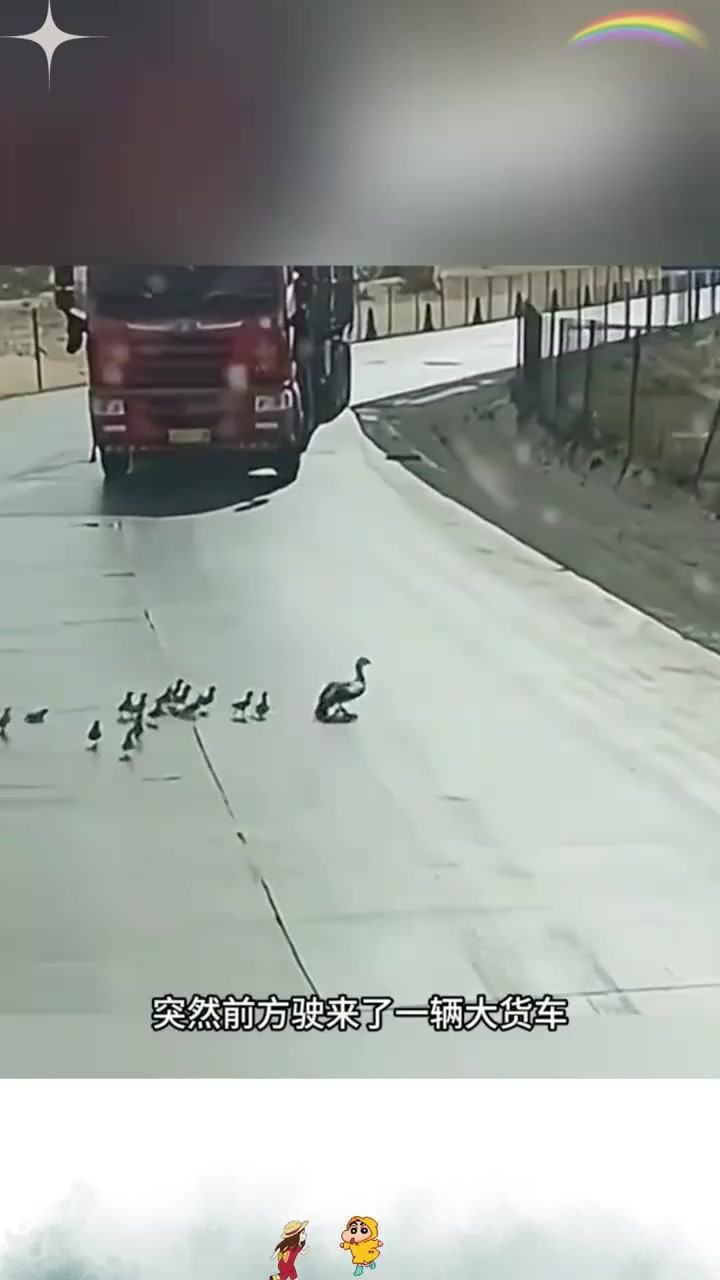 当鸭妈妈遇到危险时,选择飞离的背影让人深思