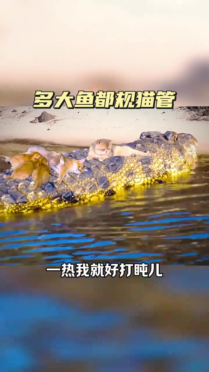 《早晚温差大,打盹间感鱼味,我管你多少鱼》