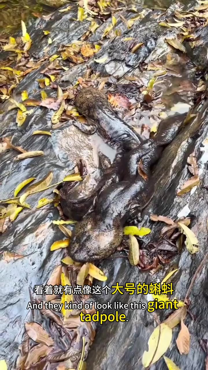 你说这是什么鱼啊,怎么还长了四条腿