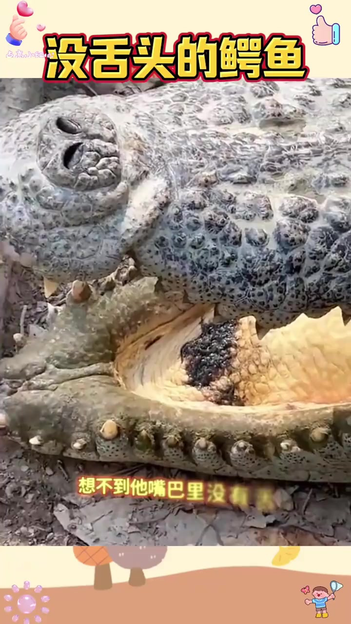 没舌头的鳄鱼,该怎么吃饭