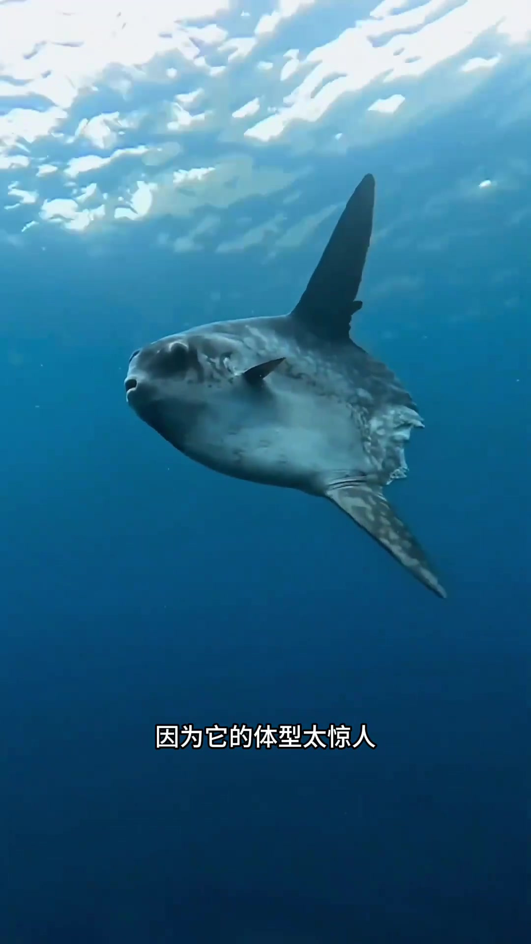 神奇的翻车鱼:最大的无尾鱼,独特外形和友好性格吸引潜水员探索