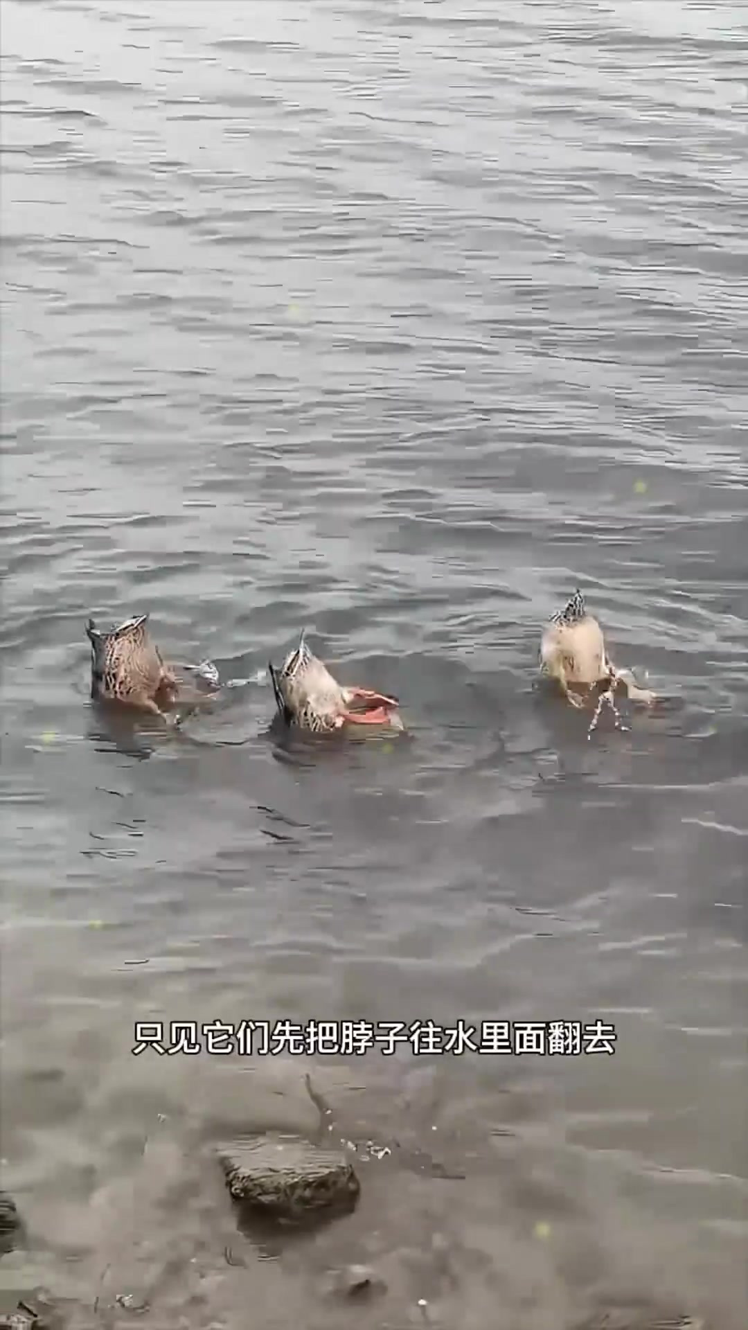 河边鸭子觅食奇观:为何不直接潜水?探索它们的独特行为!