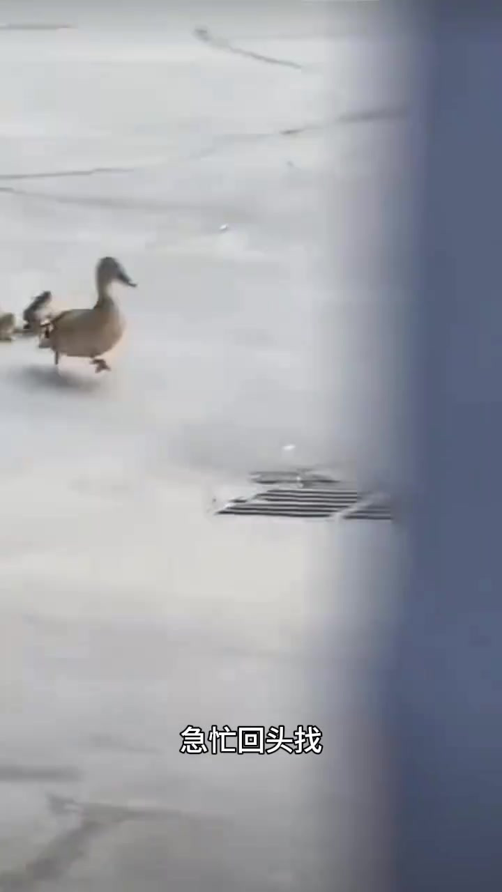 一只鸭妈妈带小鸭子过马路,不过这也太粗心大意了吧