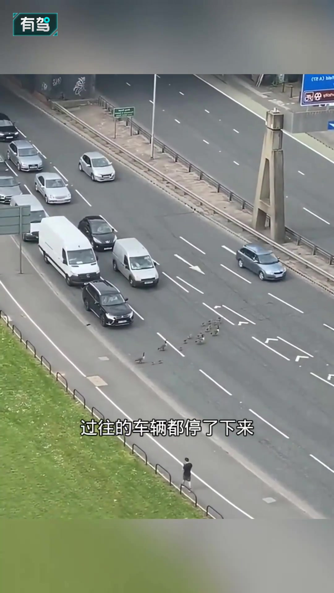 一群过路的鸭子,司机的素质太高了