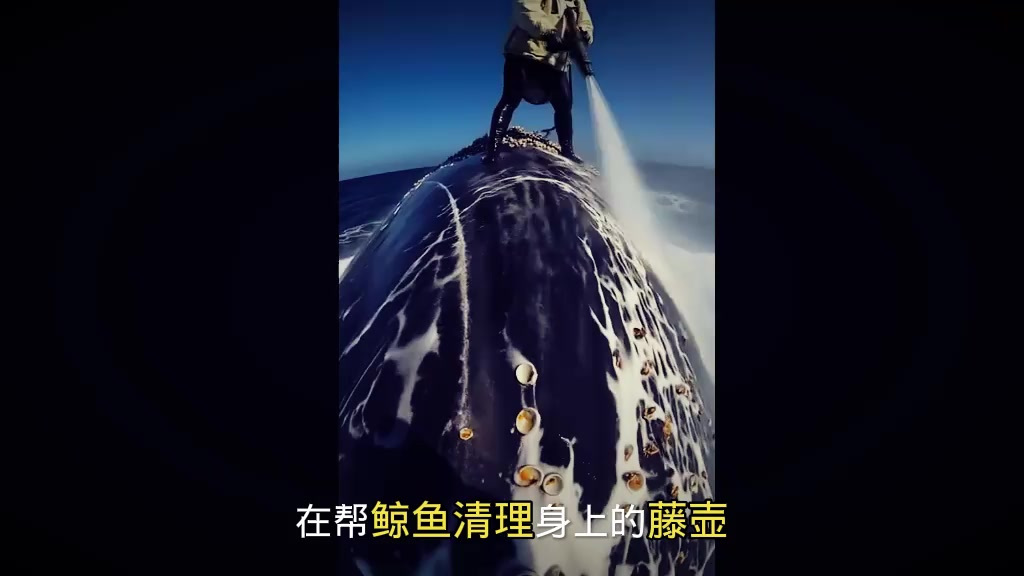 人类潜水员正在给鲸鱼清理藤壶,这也太享受了!