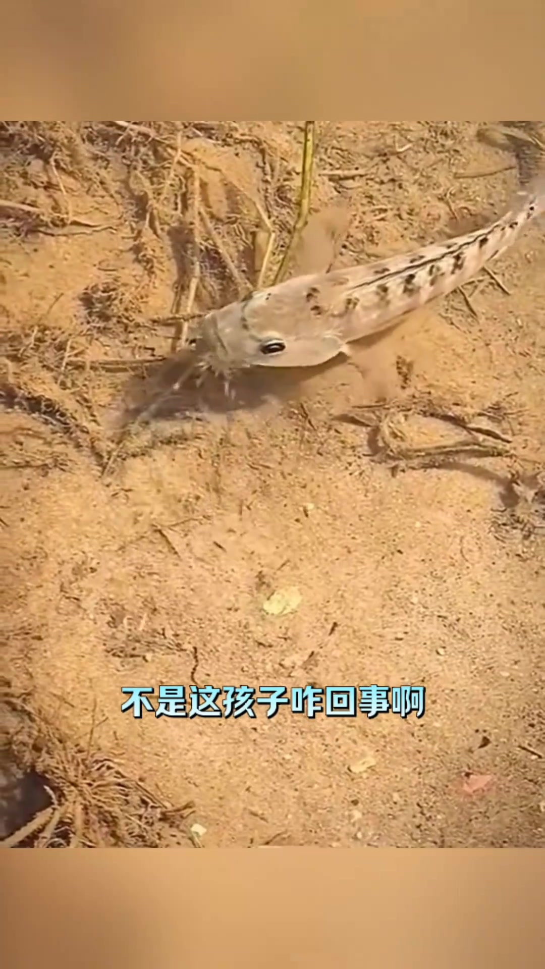 黑鱼这样带孩子的