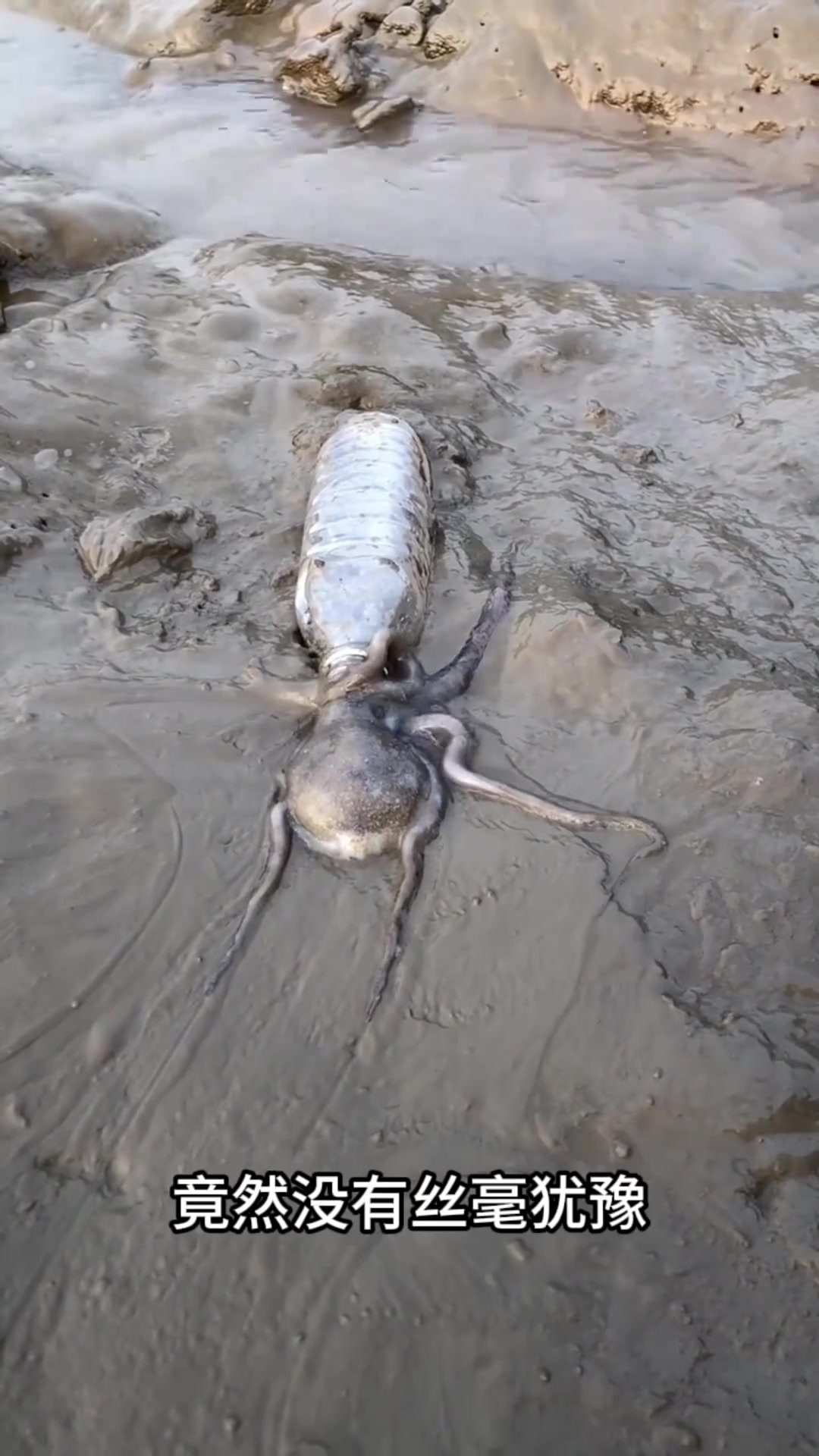 “沙滩上的奇妙八爪鱼：灵活游走与塑料瓶的奇遇”