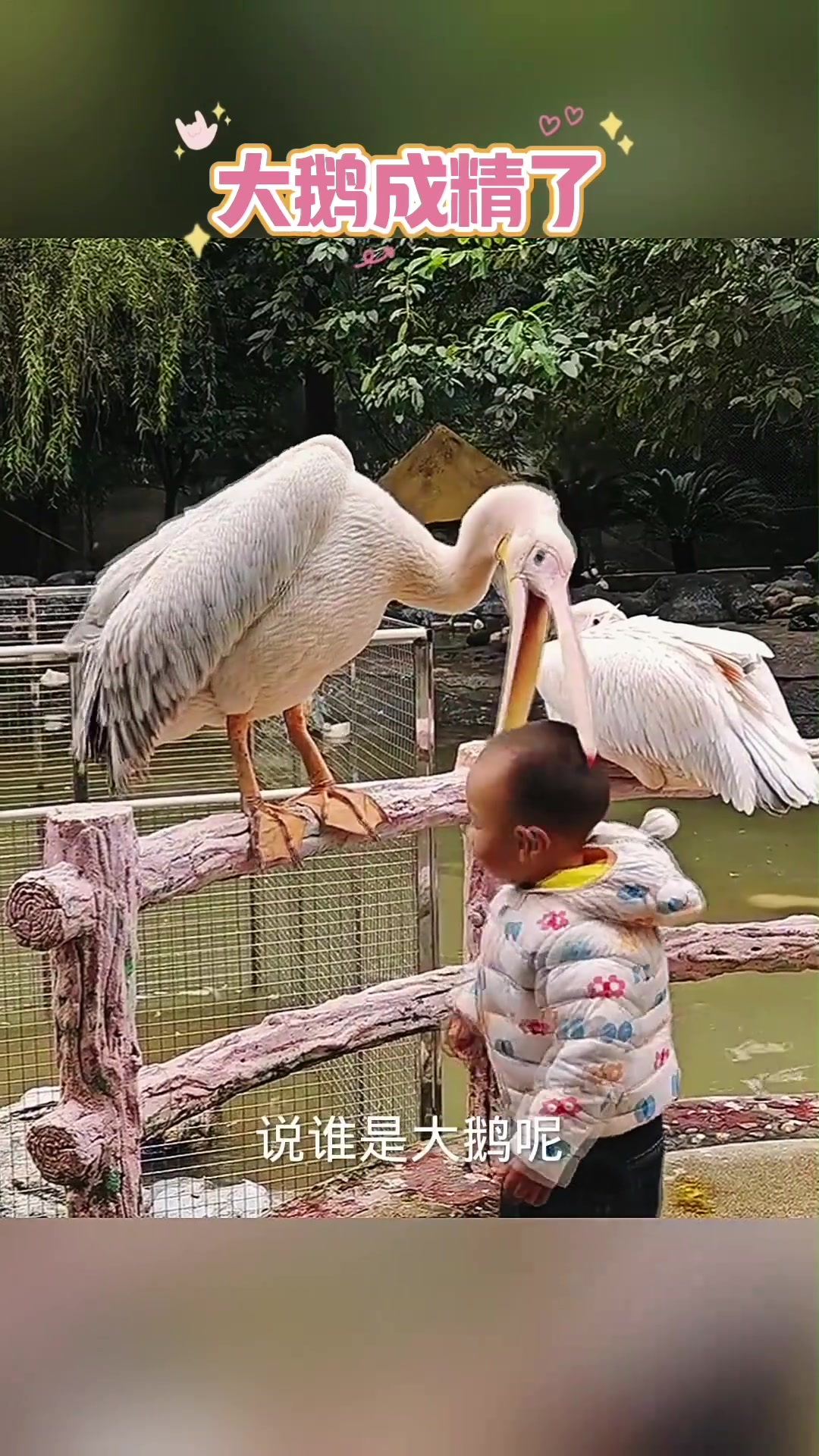 《幽默童趣：大鹅与熊孩子的逗趣对话》