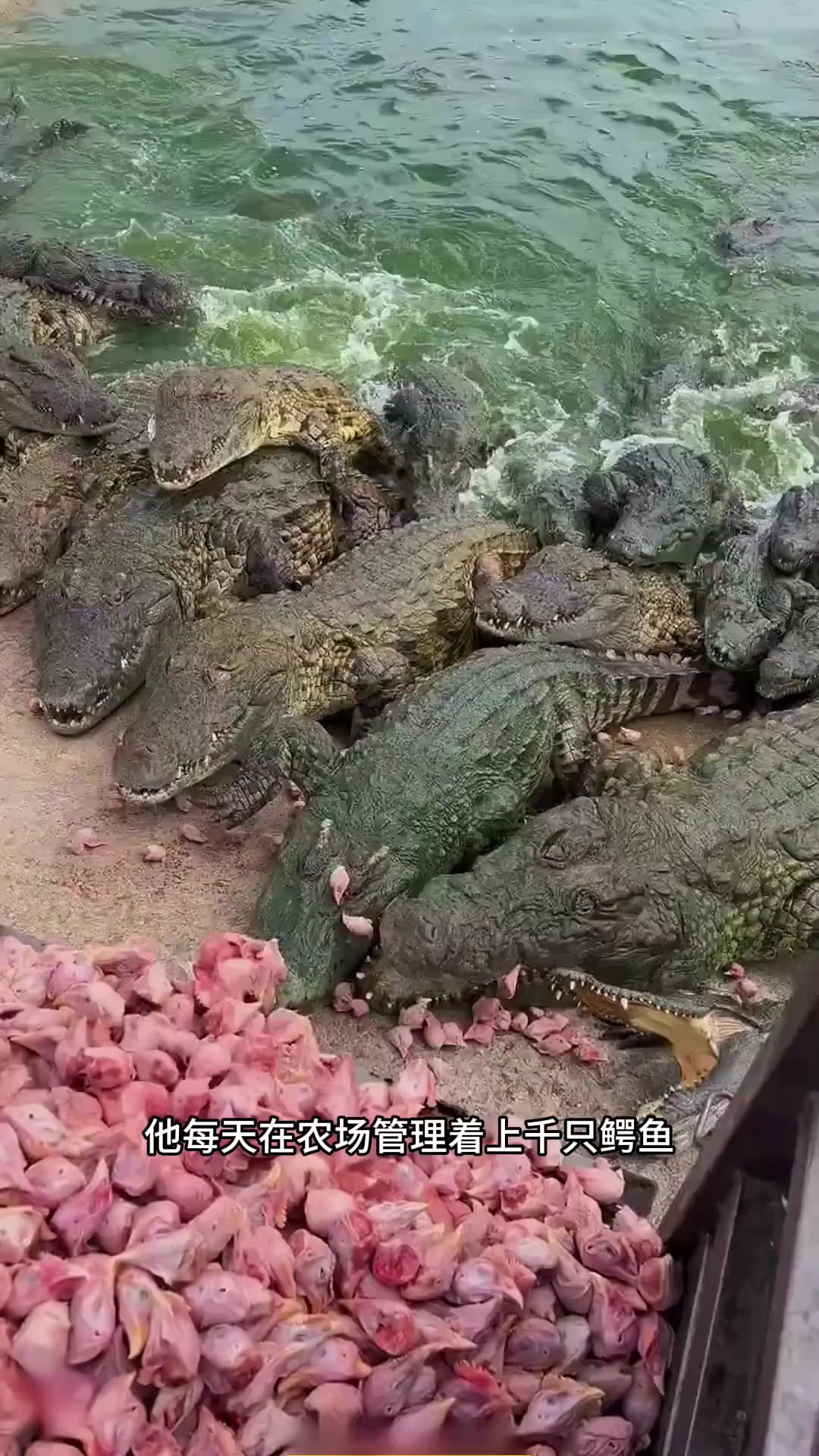 东南亚的鳄鱼养殖场