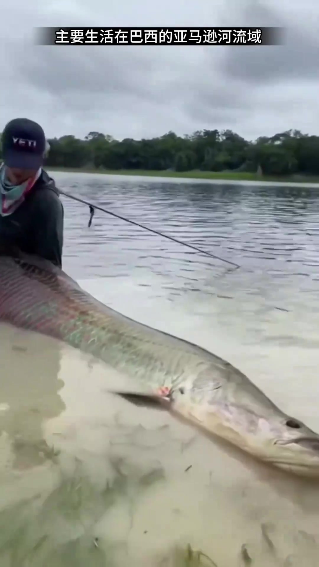 最大的淡水鱼之一 (2)