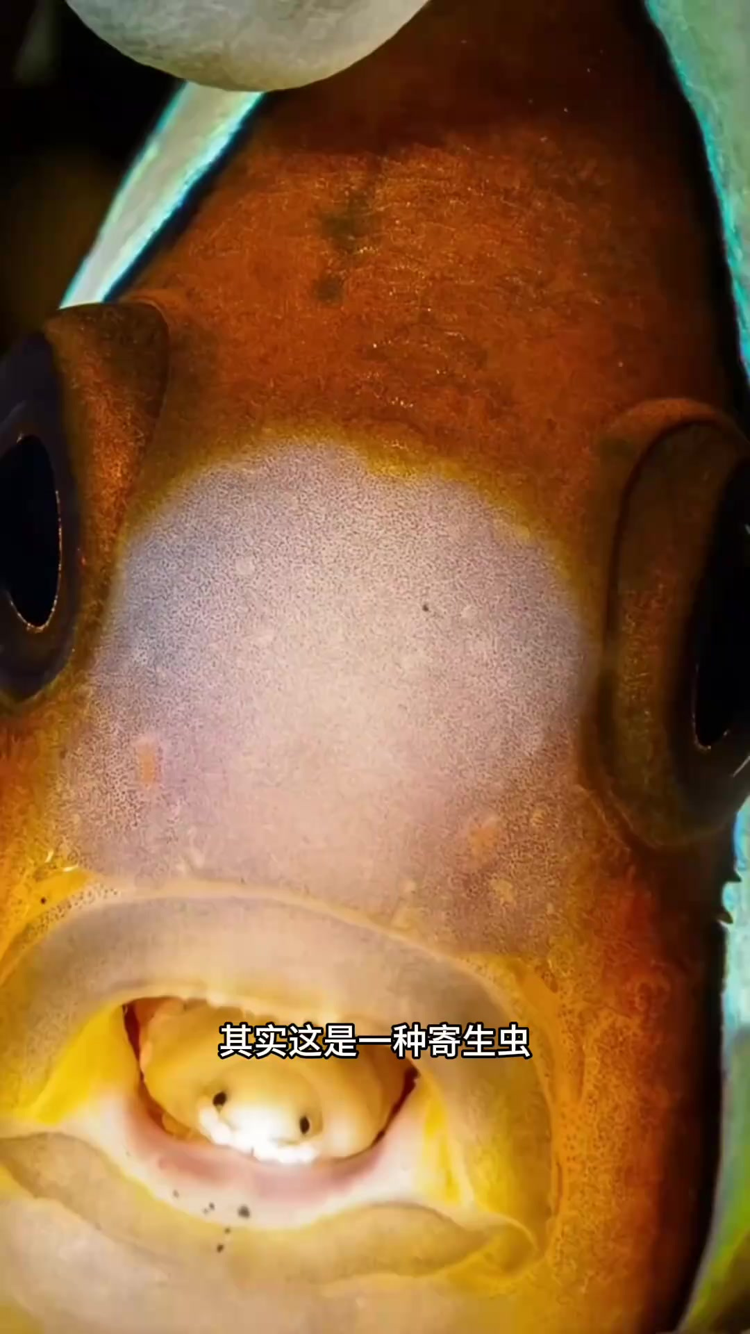 可以充当鱼舌头的寄生虫