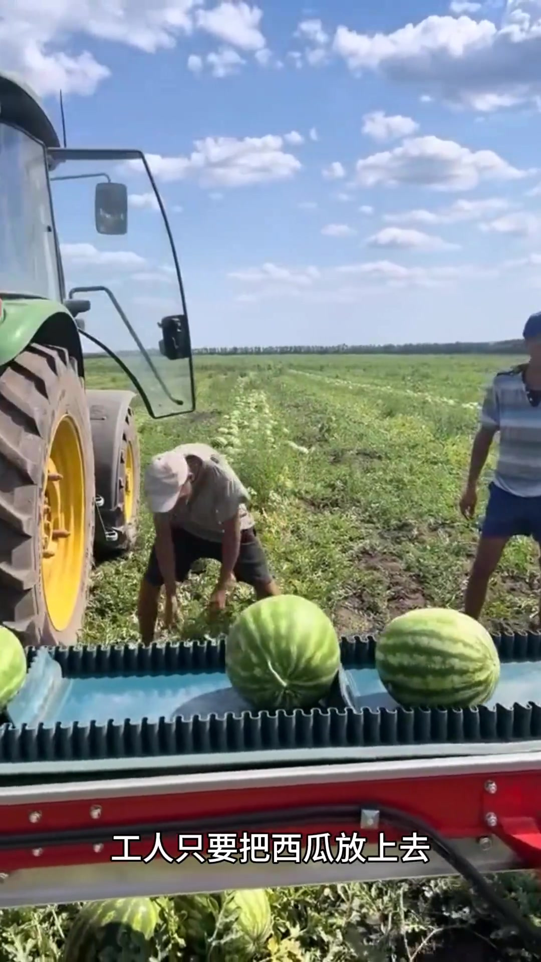 看着他们采摘西瓜的操作,真的太潇洒了吧
