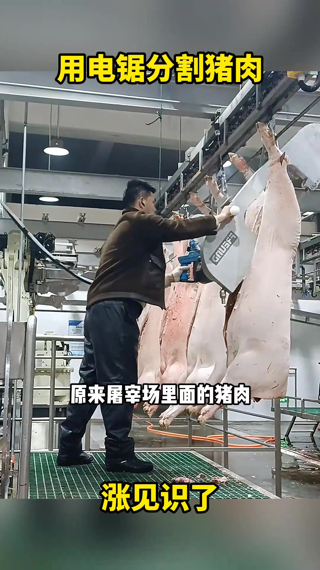 屠宰场揭秘:大电锯分割猪肉的惊人速度与效率真让人震惊!