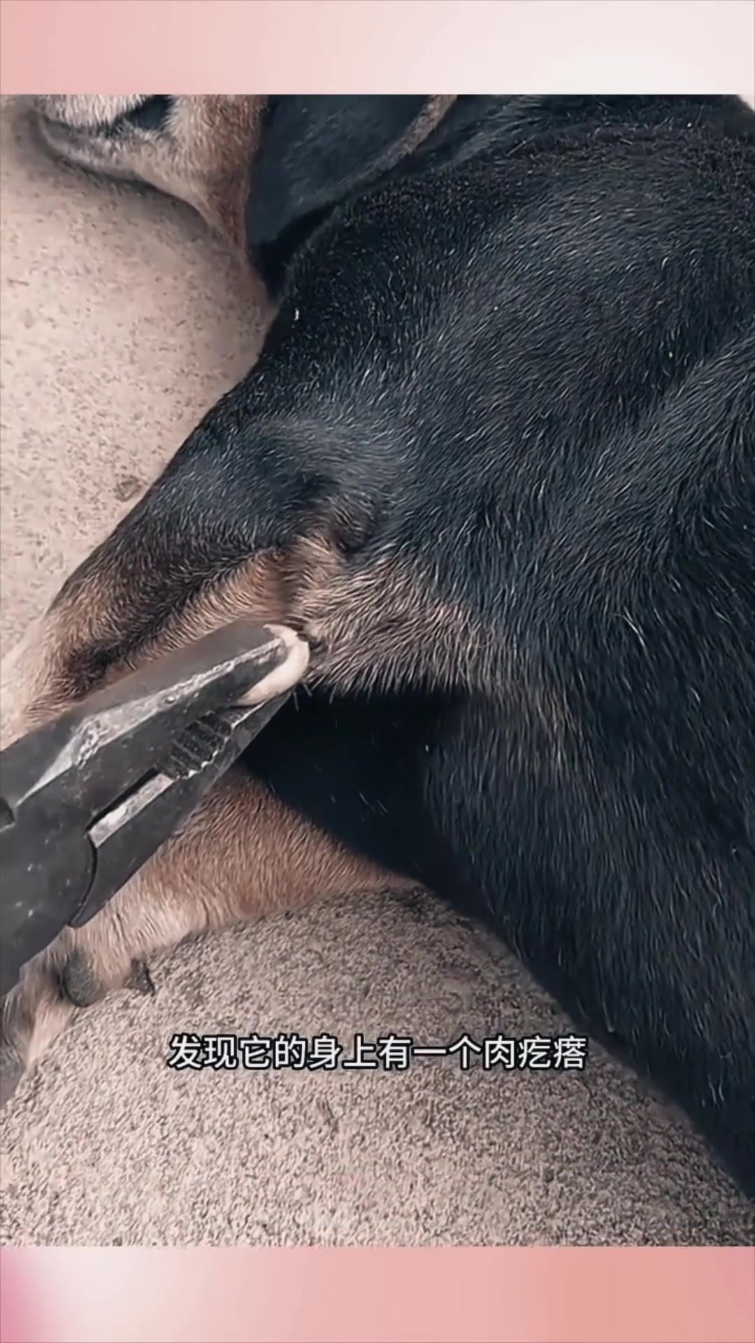 狗狗身上出现肉疙瘩,竟是一只肥虫子!