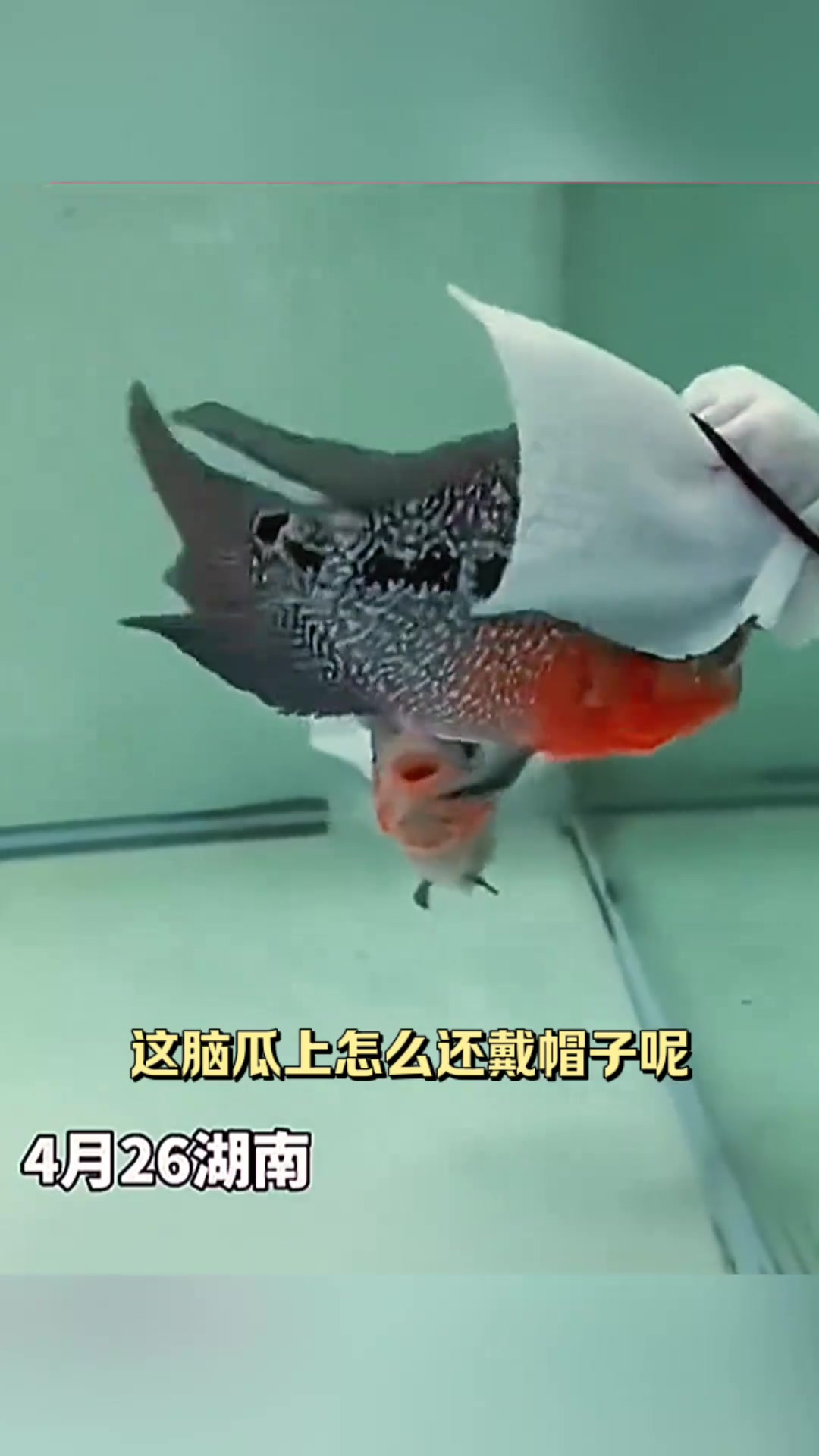 “鱼中富二代?独特帽子让人眼前一亮!”