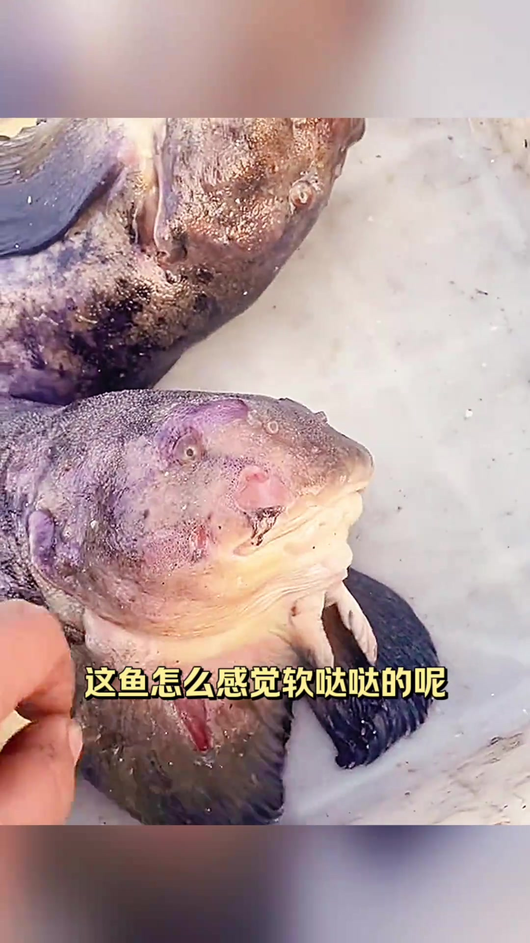 奇怪的软体鱼,难辨种类与食用方法
