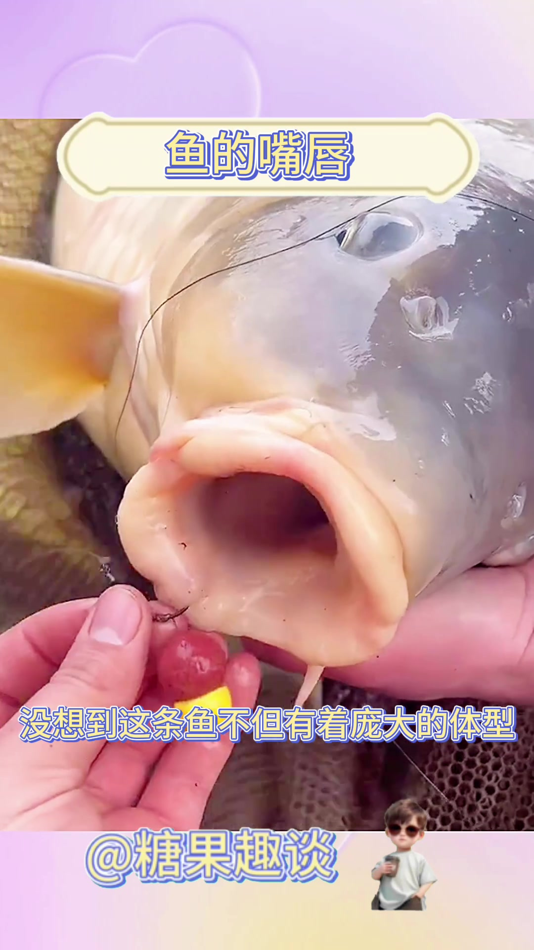 大嘴唇鱼惊艳登场,贪吃体型让人惊叹不已