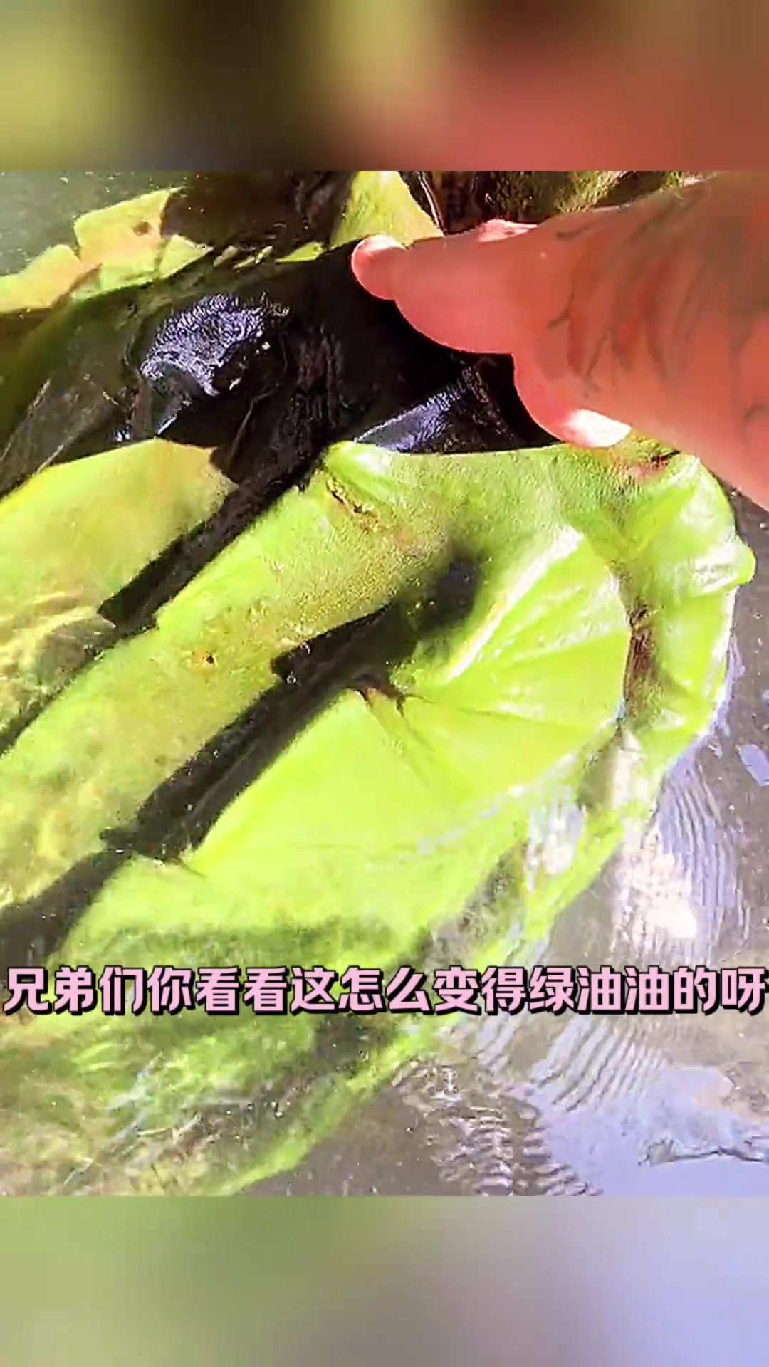 养了十年的乌龟竟然变绿,难道是被戴绿帽子了吗?
