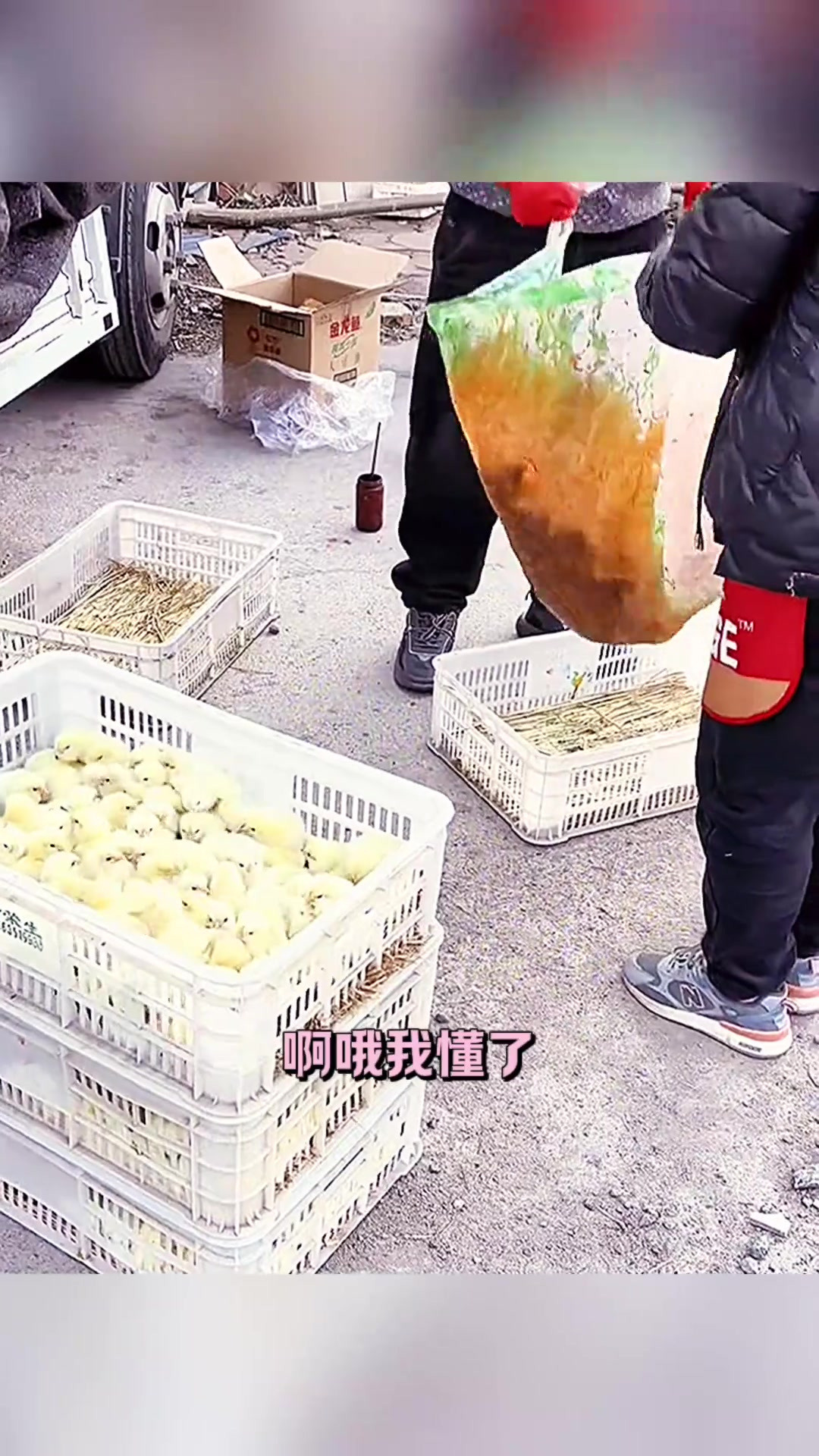 街头五彩小鸡仔,引发孩子们的热潮与商家的妙招