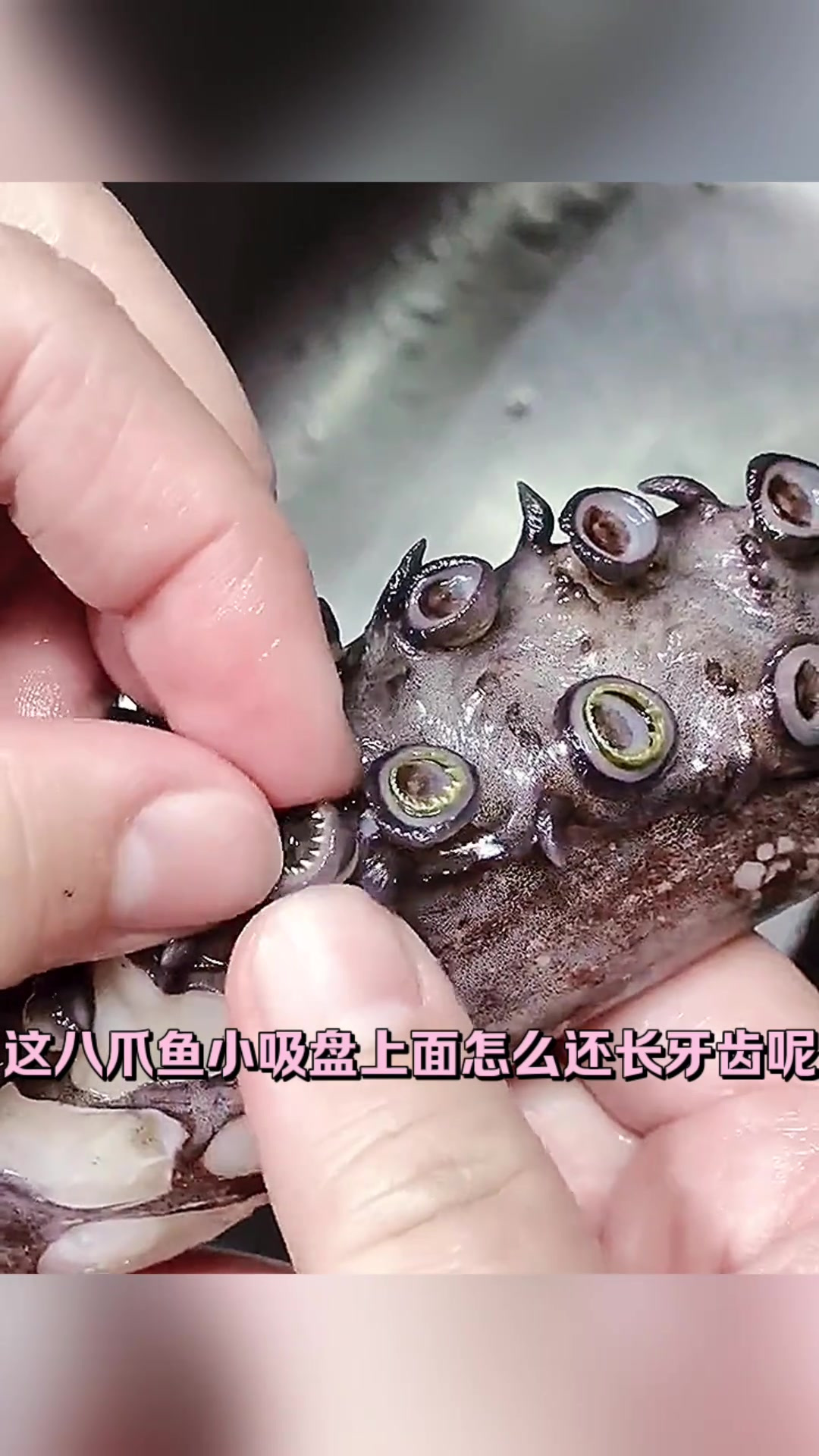 “神奇海洋生物:带牙齿的八爪鱼吸盘,真让人惊讶!”