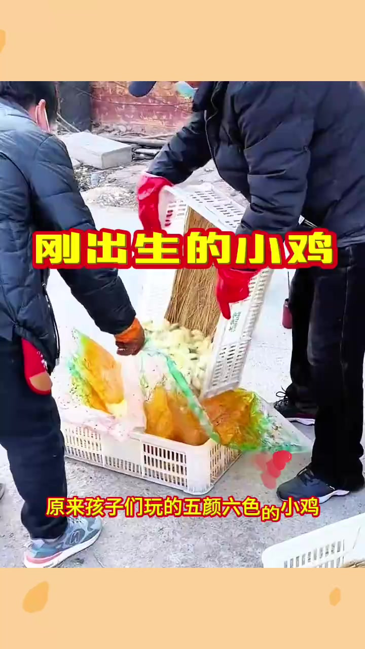 小鸡变色背后的秘密:染发膏的危害与真相