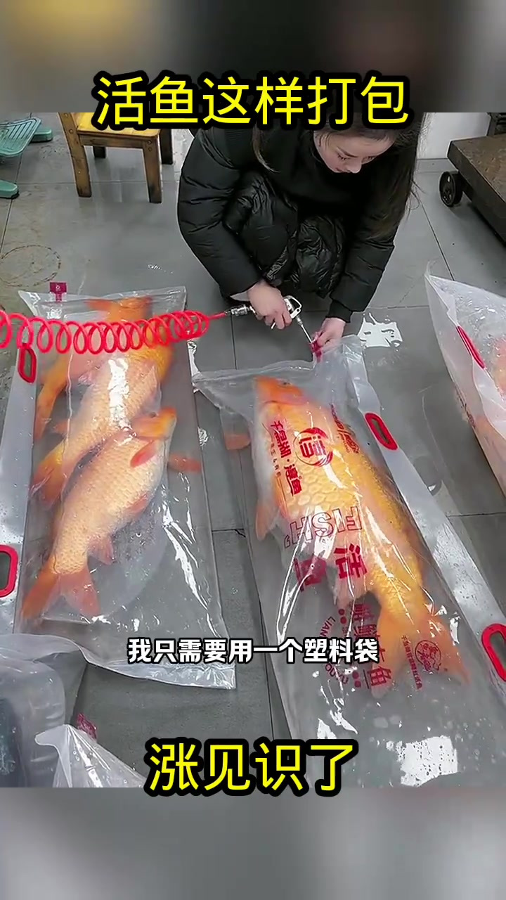 聪明打包鱼:塑料袋内注氧,三五百公里轻松运输不死
