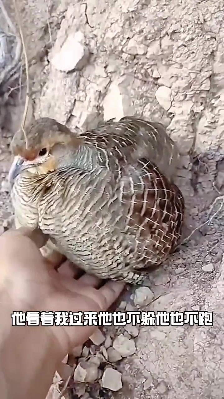 《野生小野鸡不怕人:观察母鸡与小鸡的亲密互动》